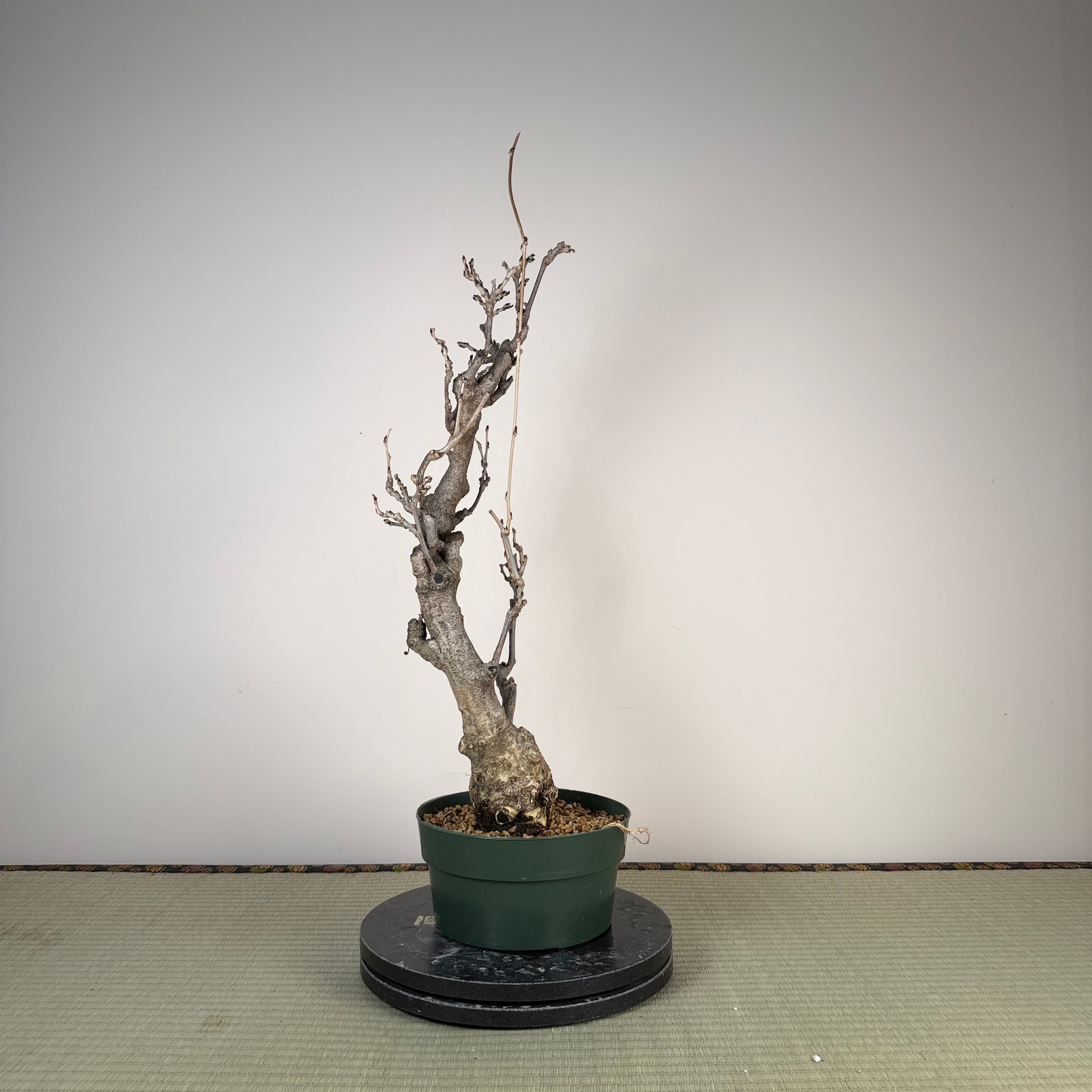 Glycine floribunda