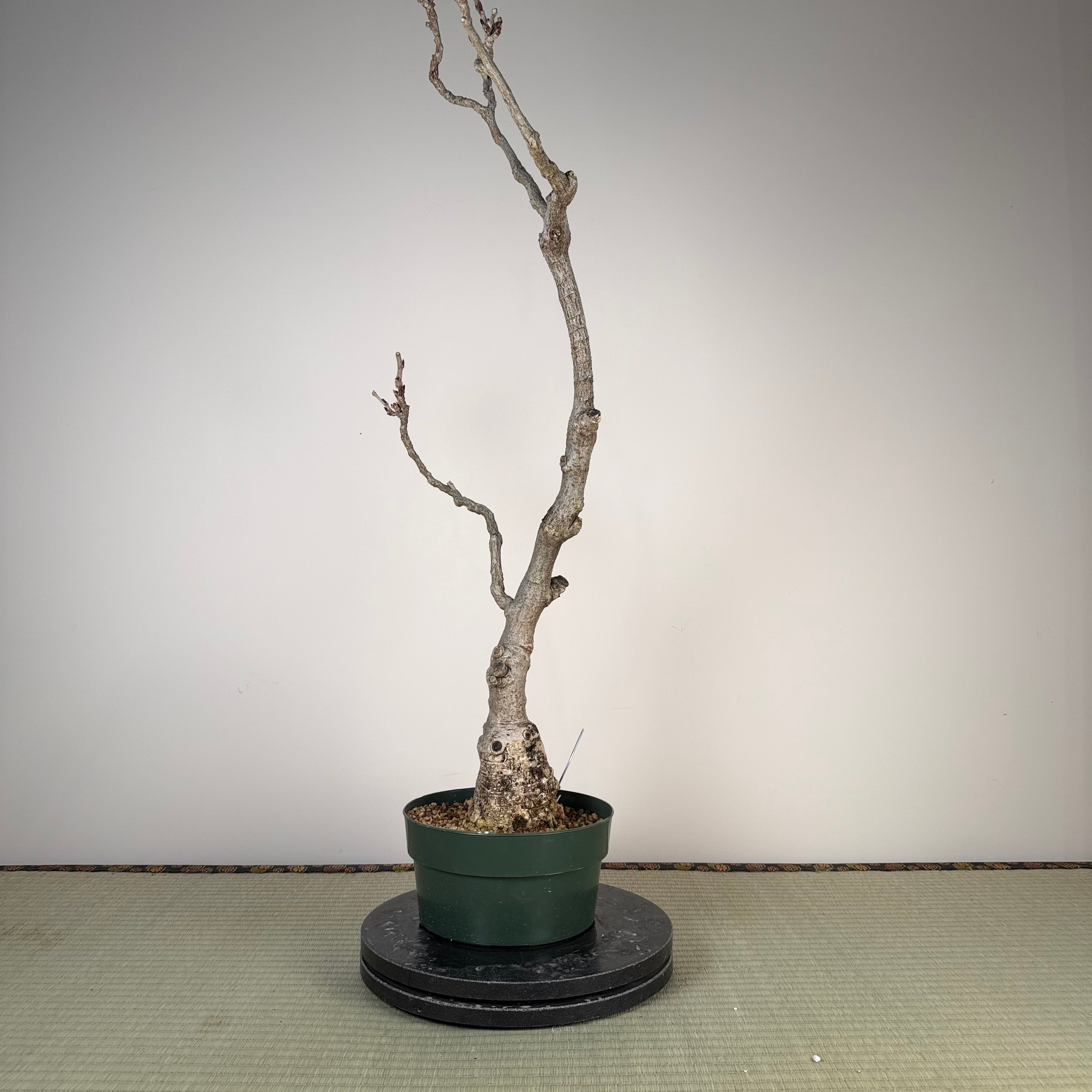 Glycine floribunda