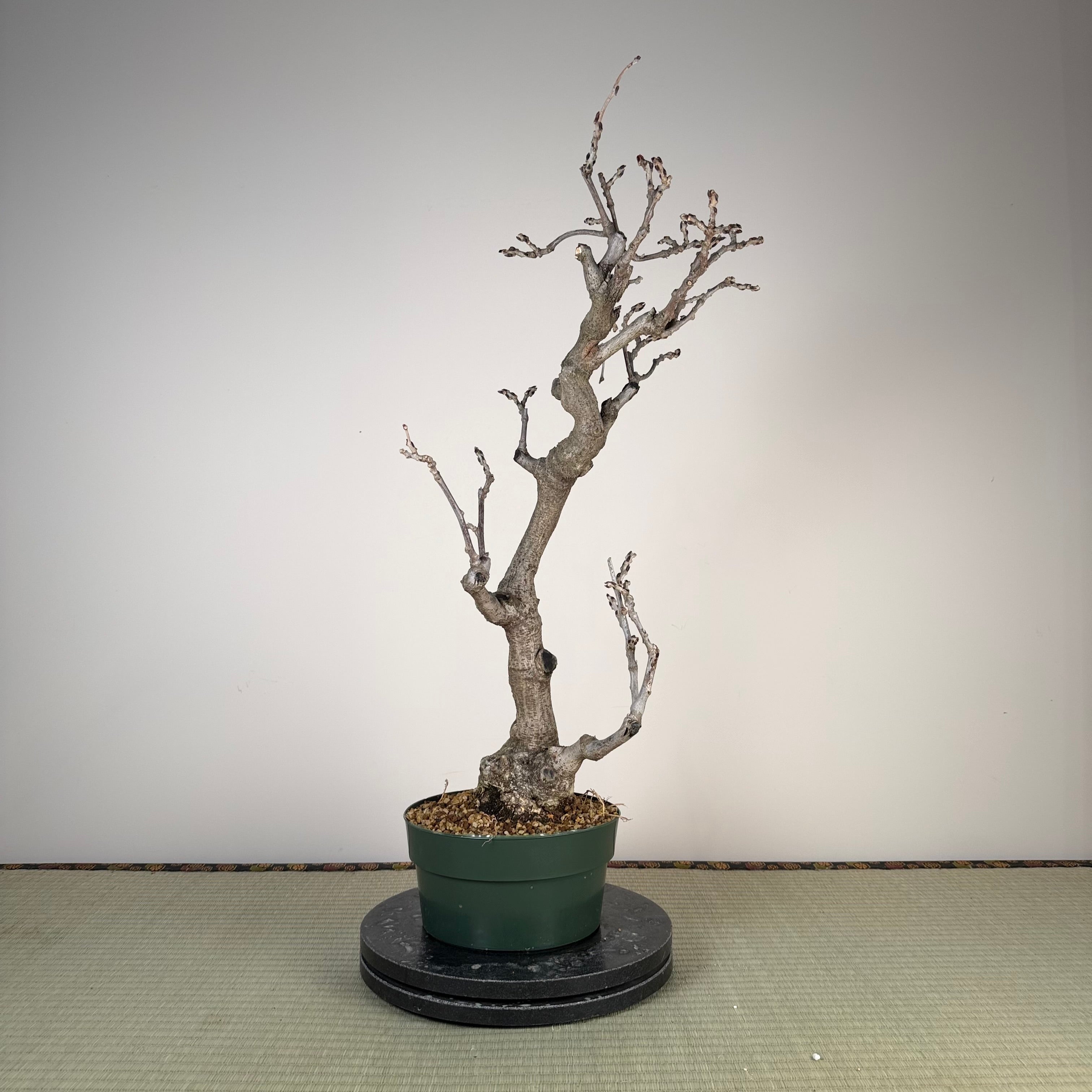 Glycine floribunda