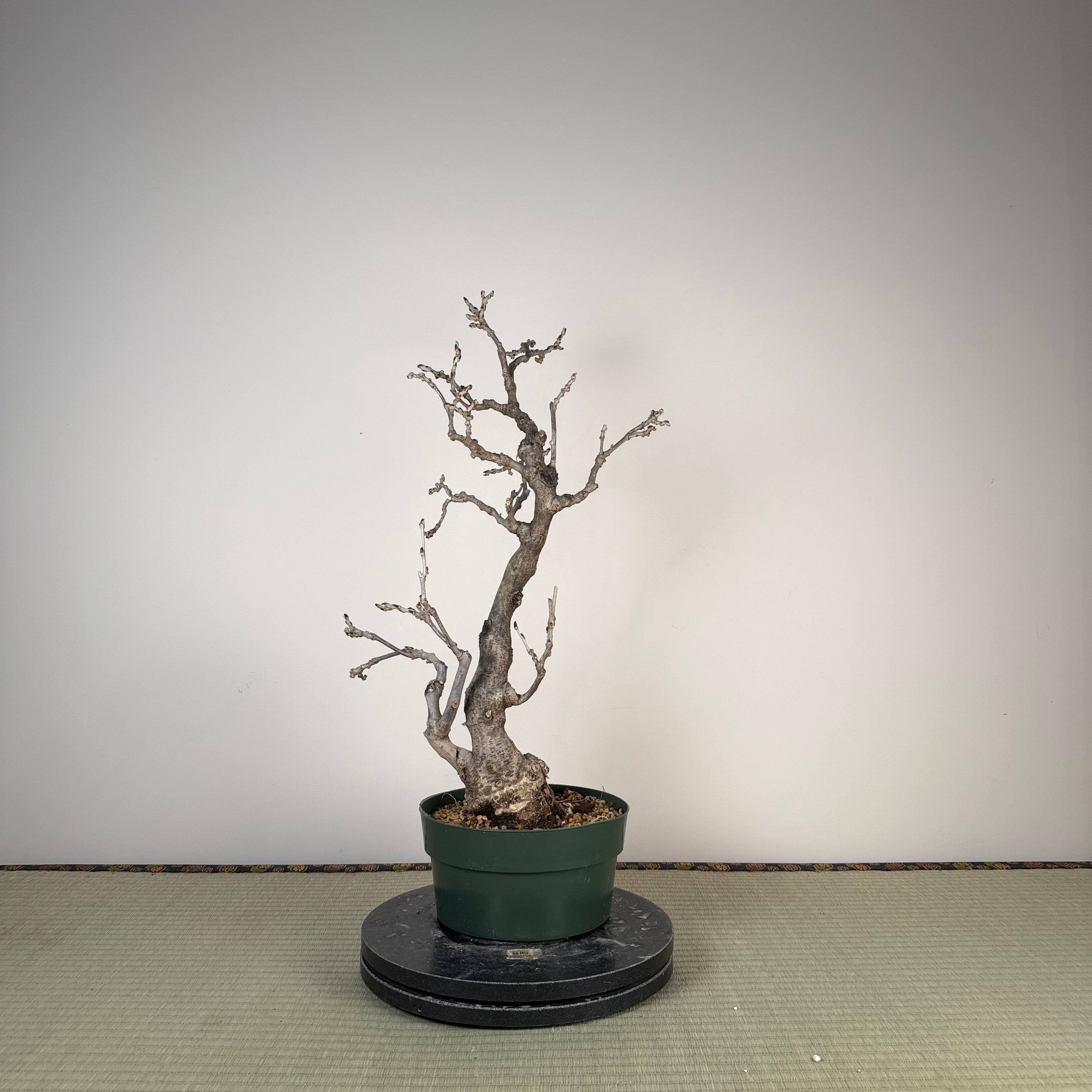 Glycine floribunda