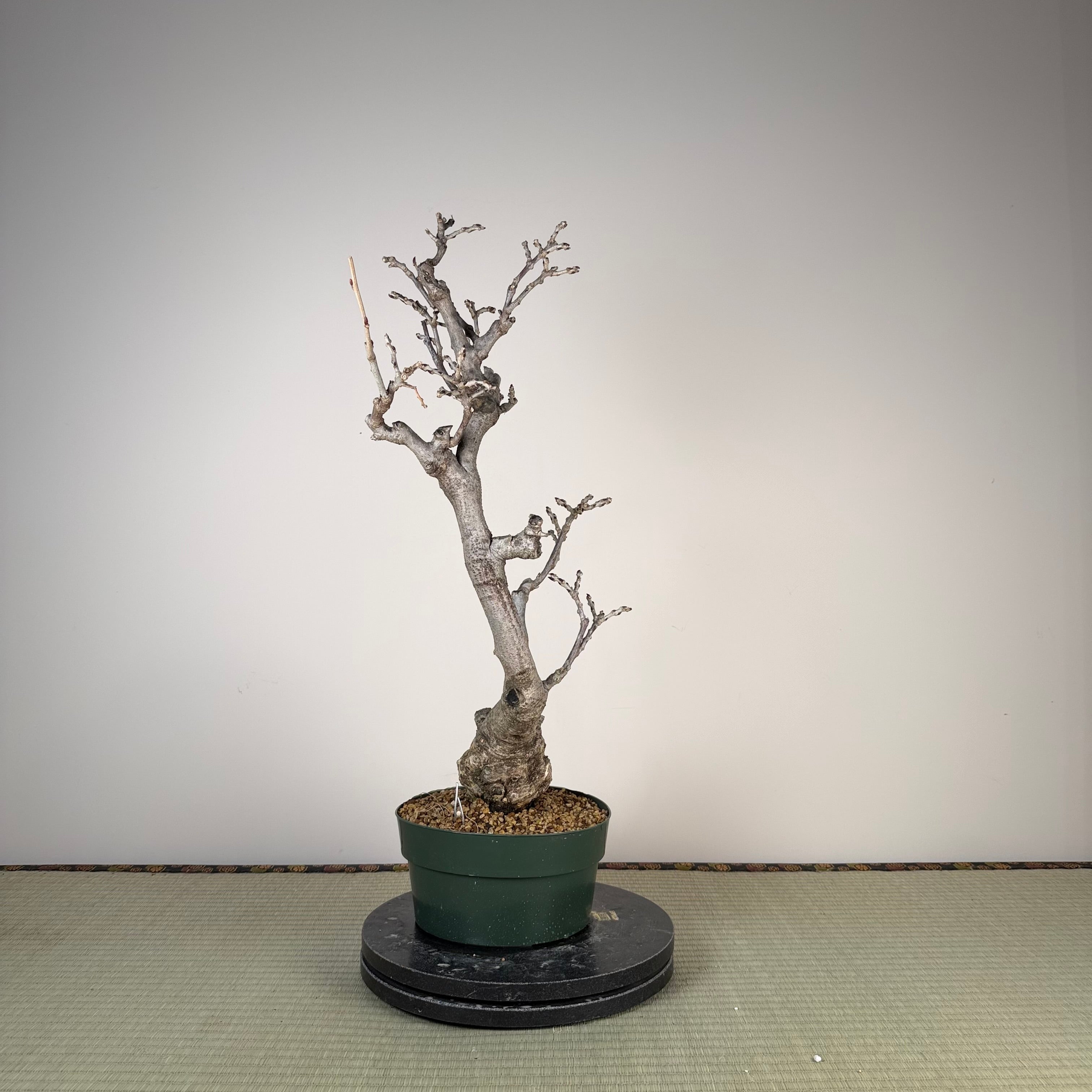 Glycine floribunda