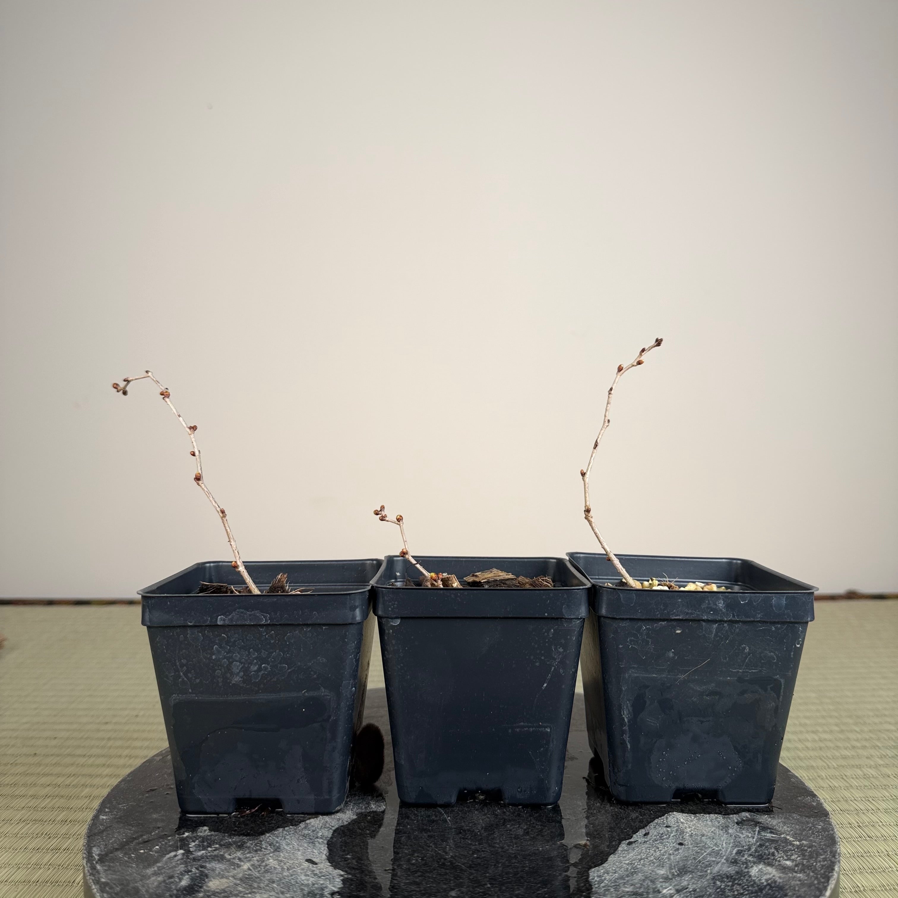 Prunus incisa