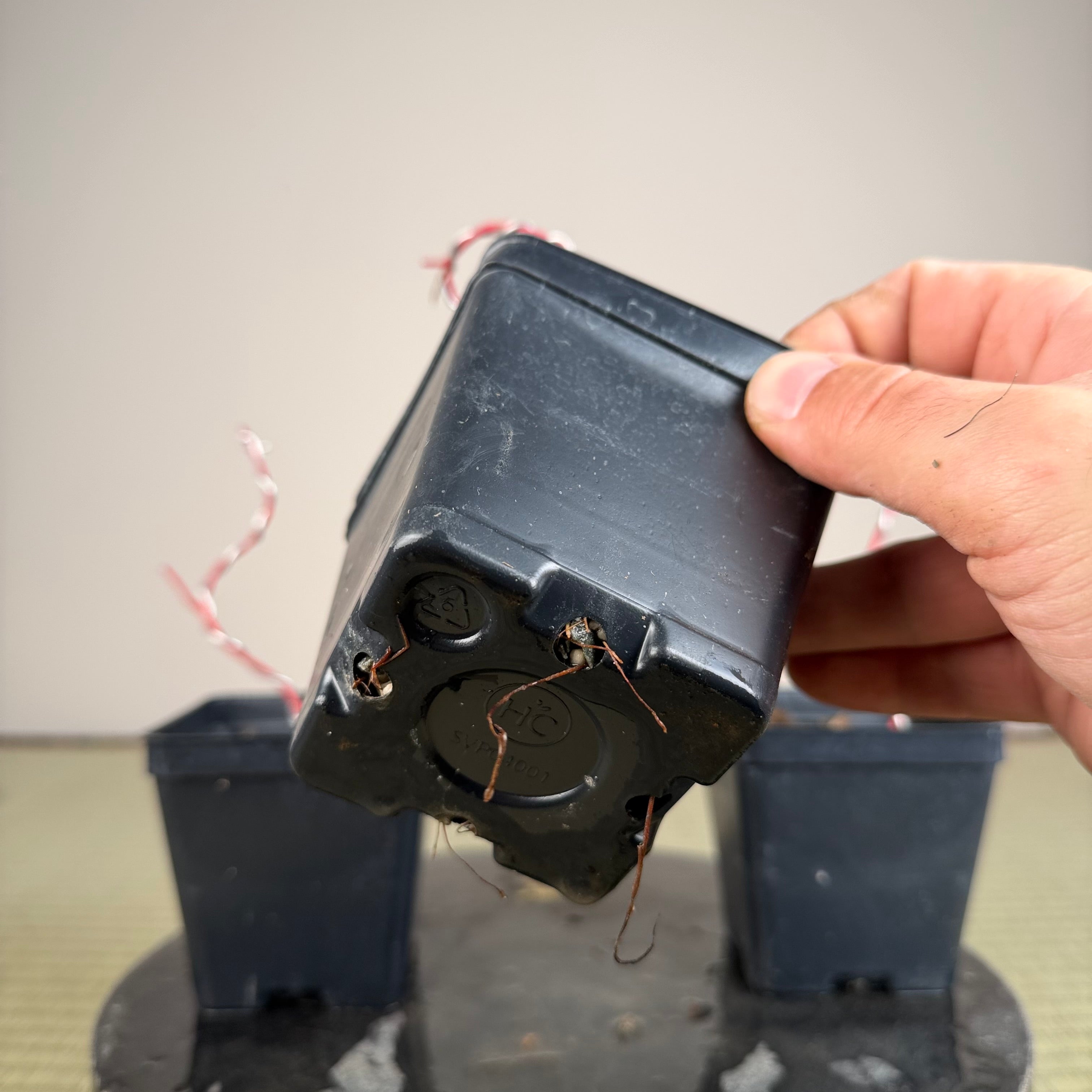 Acer palmatum 'Katsura' (taille réduite)