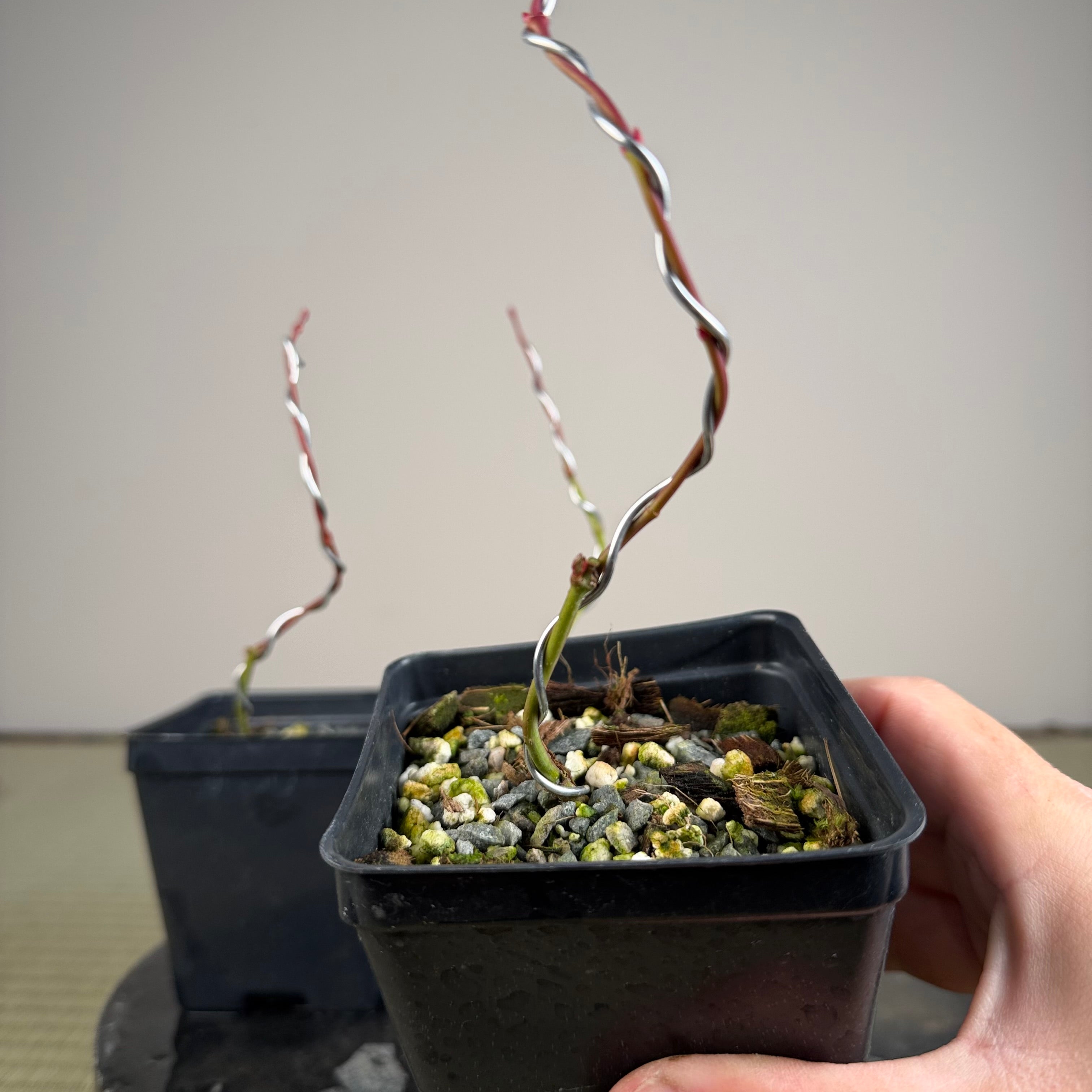 Acer palmatum 'Katsura' (taille réduite)