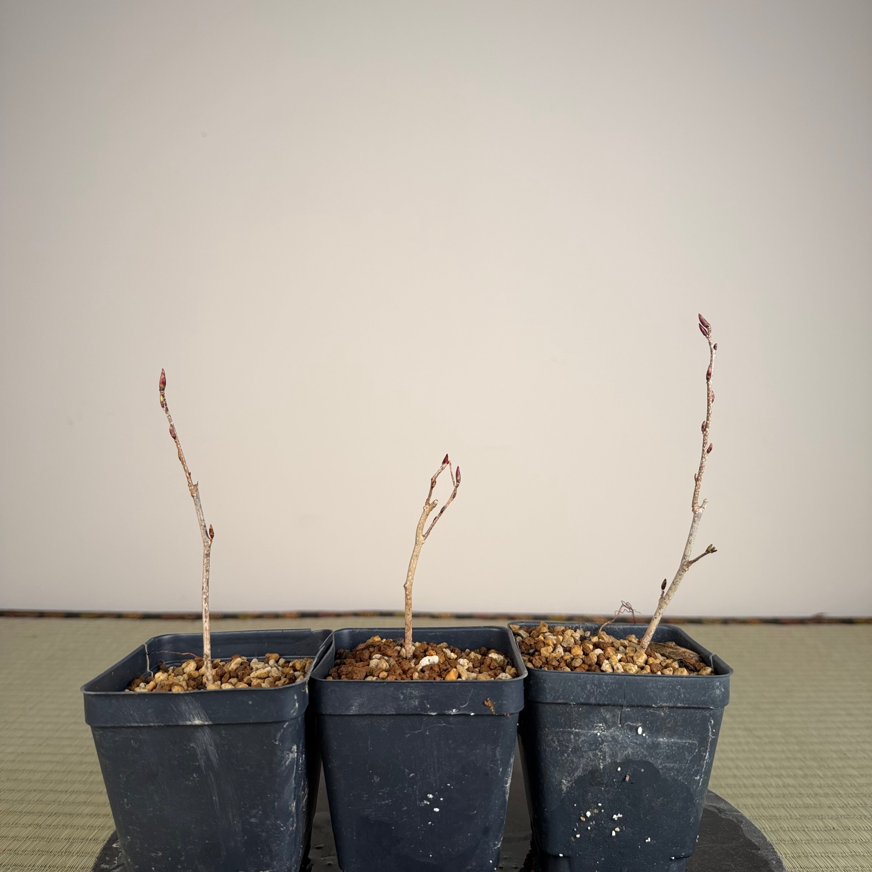 Carpinus turczaninowii