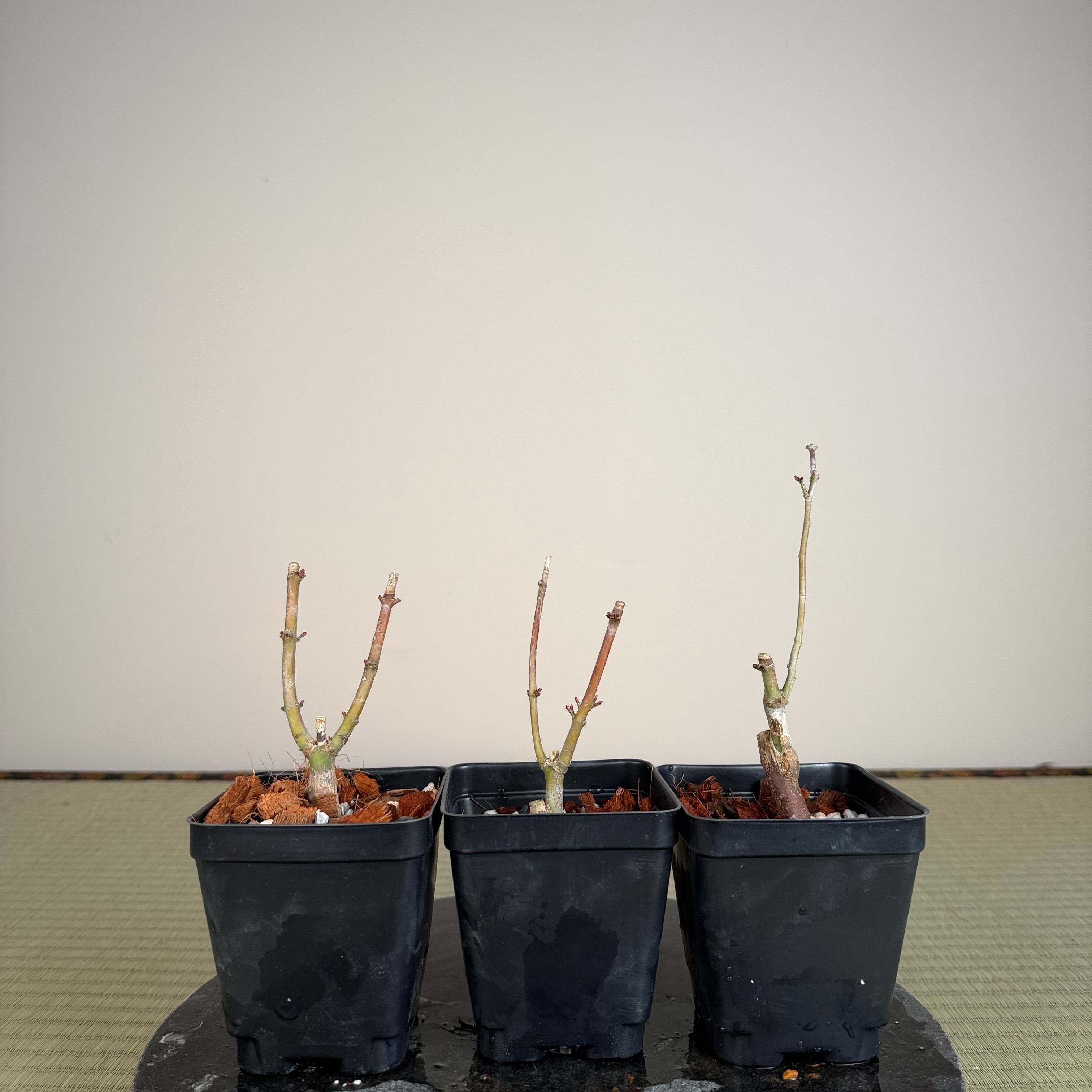 Acer palmatum 'Shishigashira' (grafted)