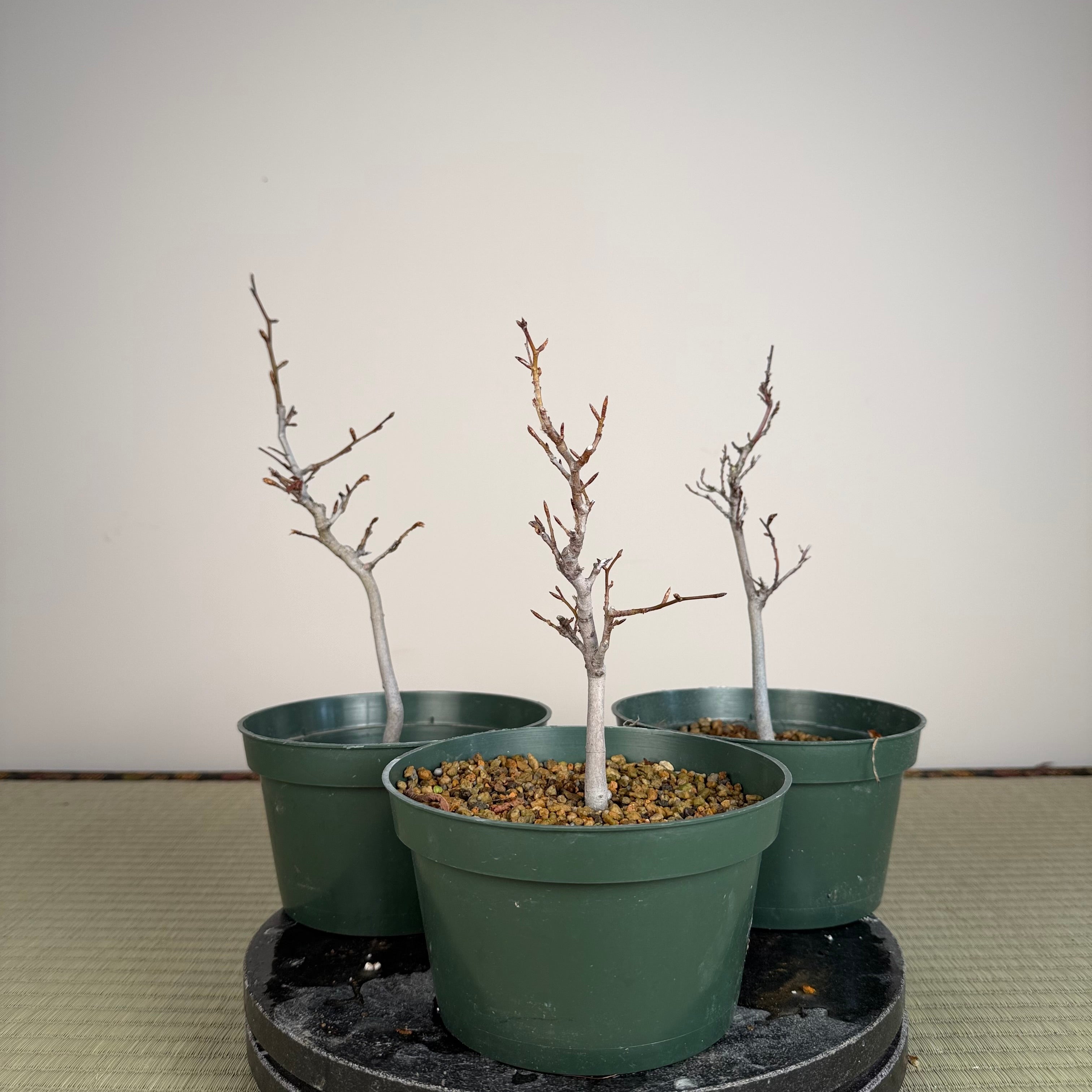 Fagus crenata (see note)