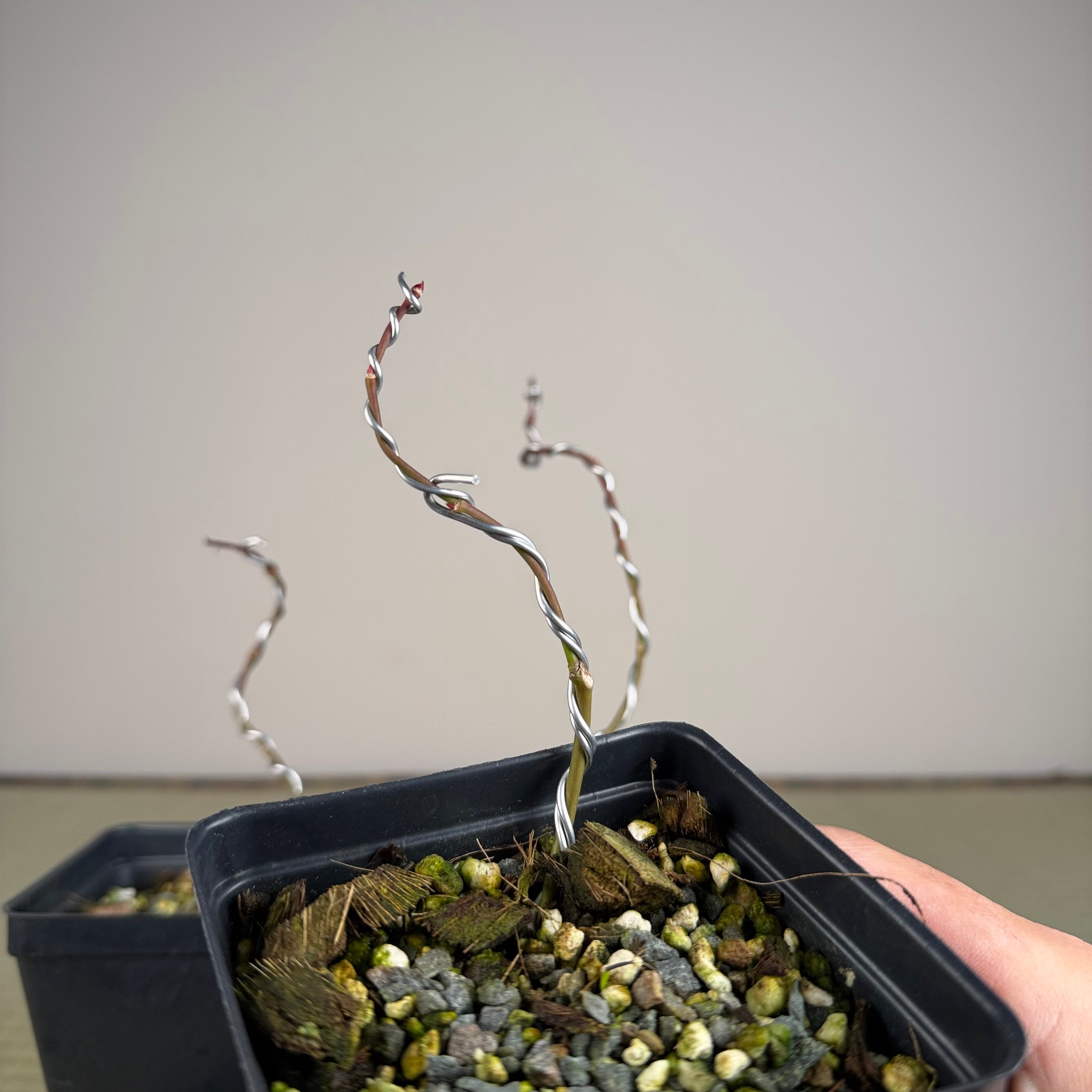 Acer palmatum 'Katsura' (taille réduite)