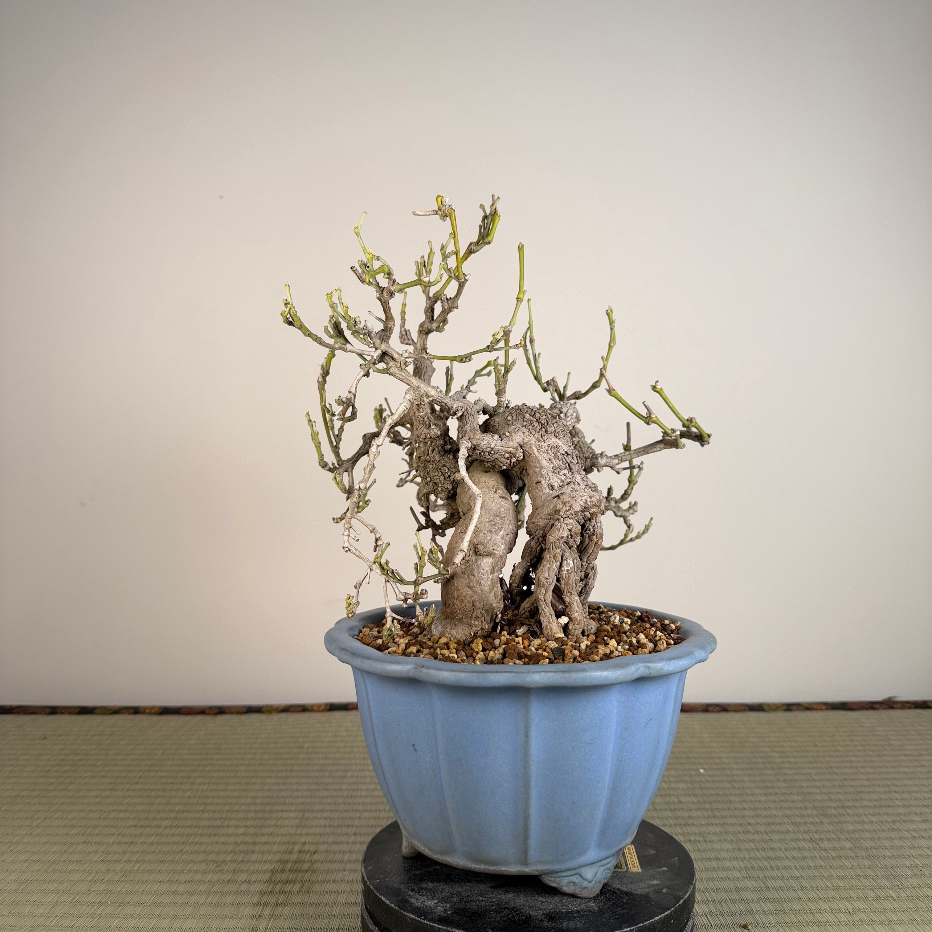 Aristolochia debilis