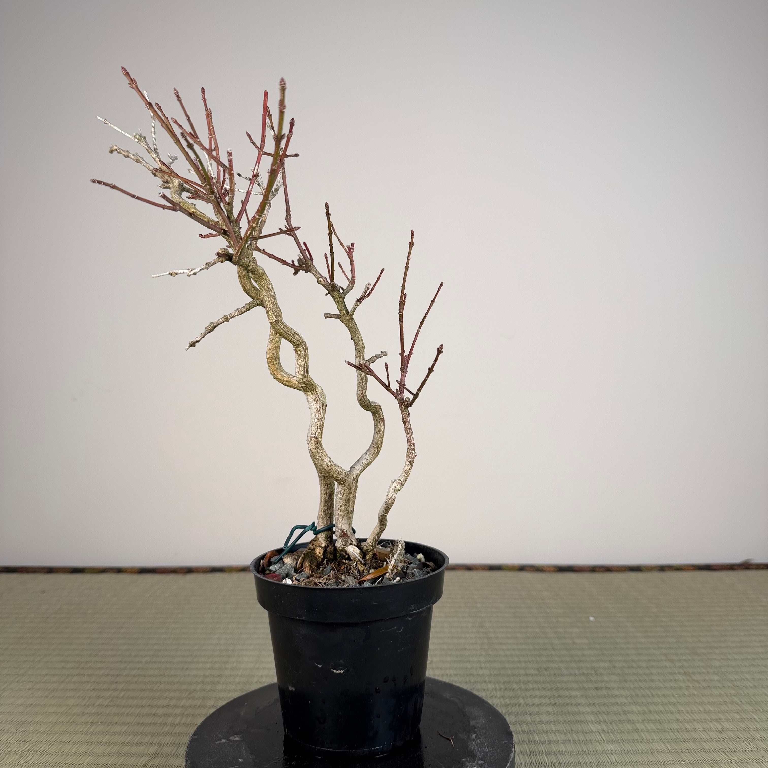 Euonymus