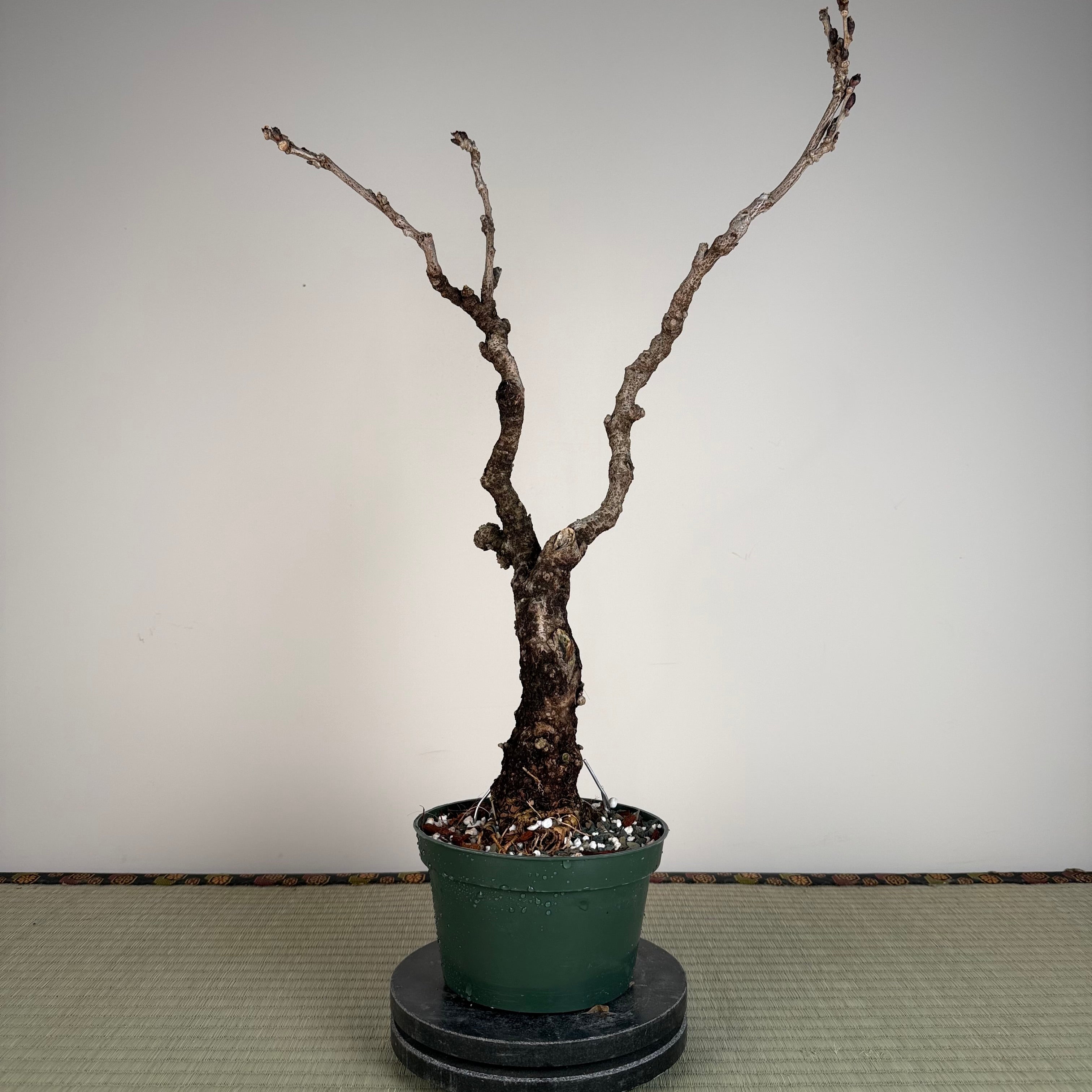 Glycine floribunda