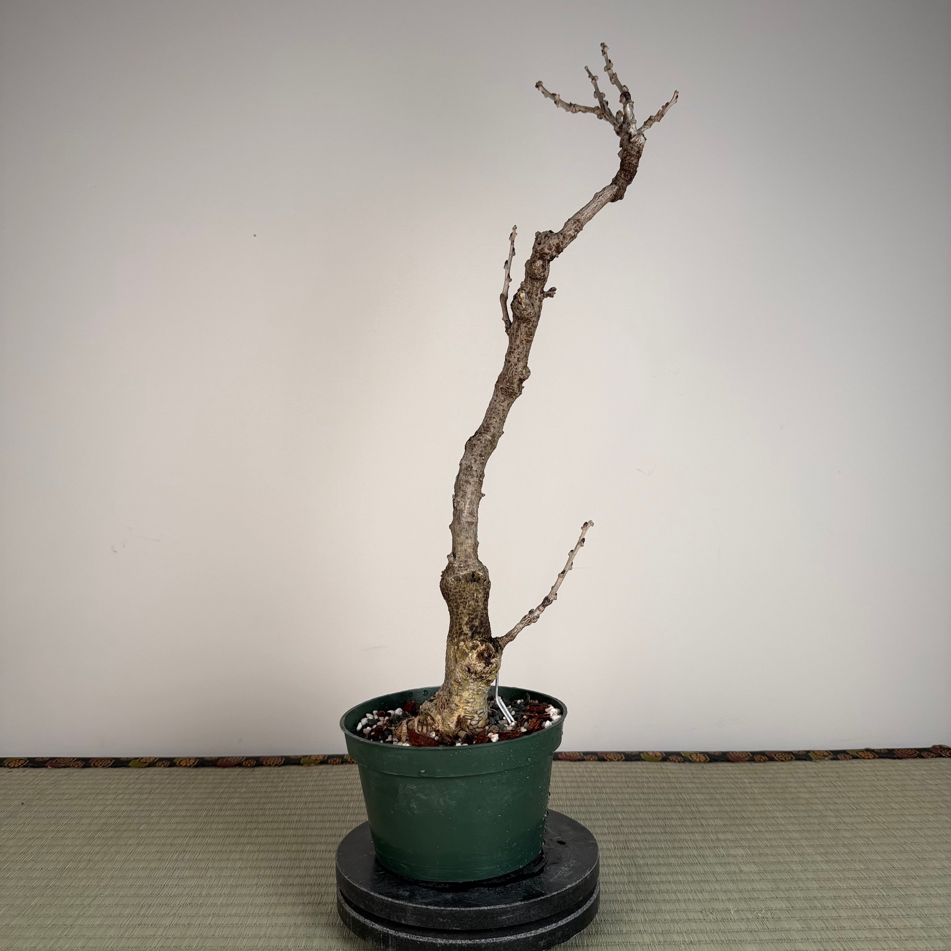 Glycine floribunda