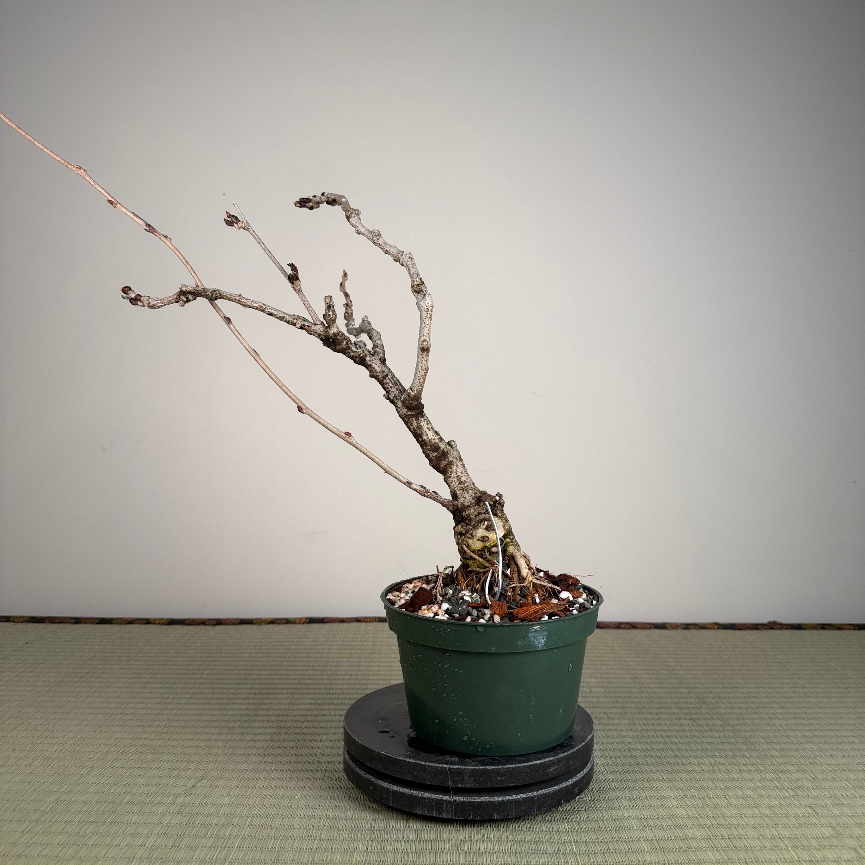 Glycine floribunda