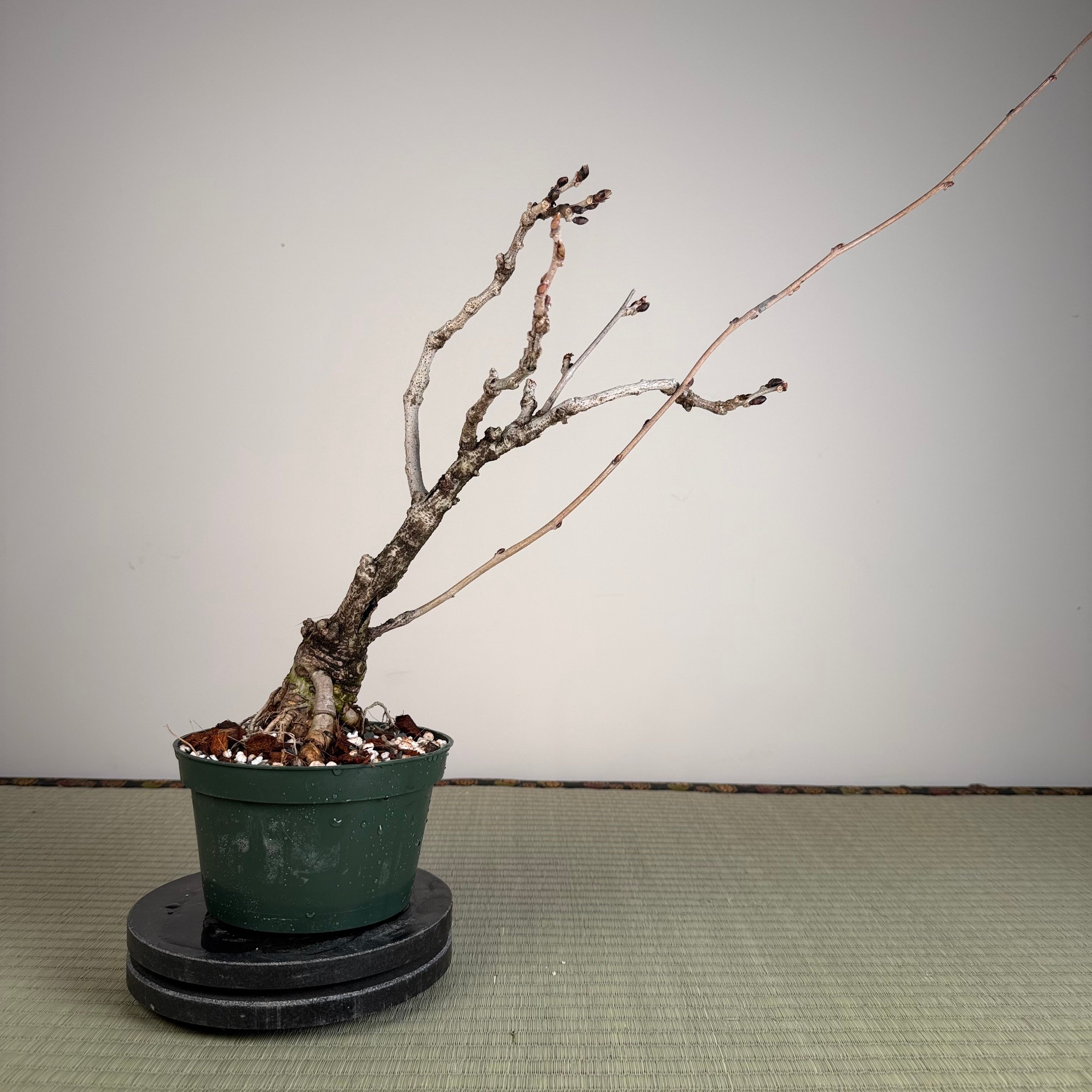 Glycine floribunda
