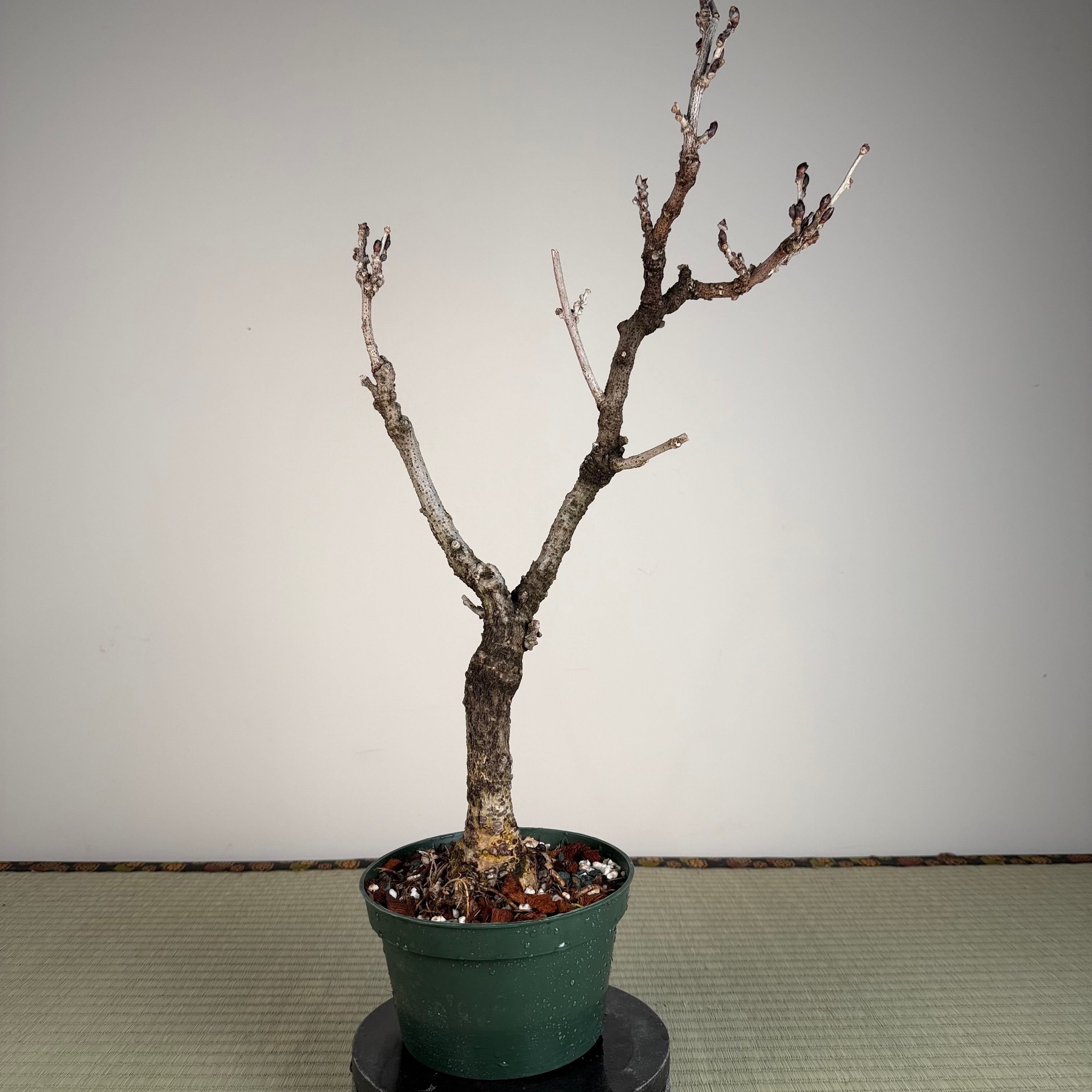 Wisteria floribunda