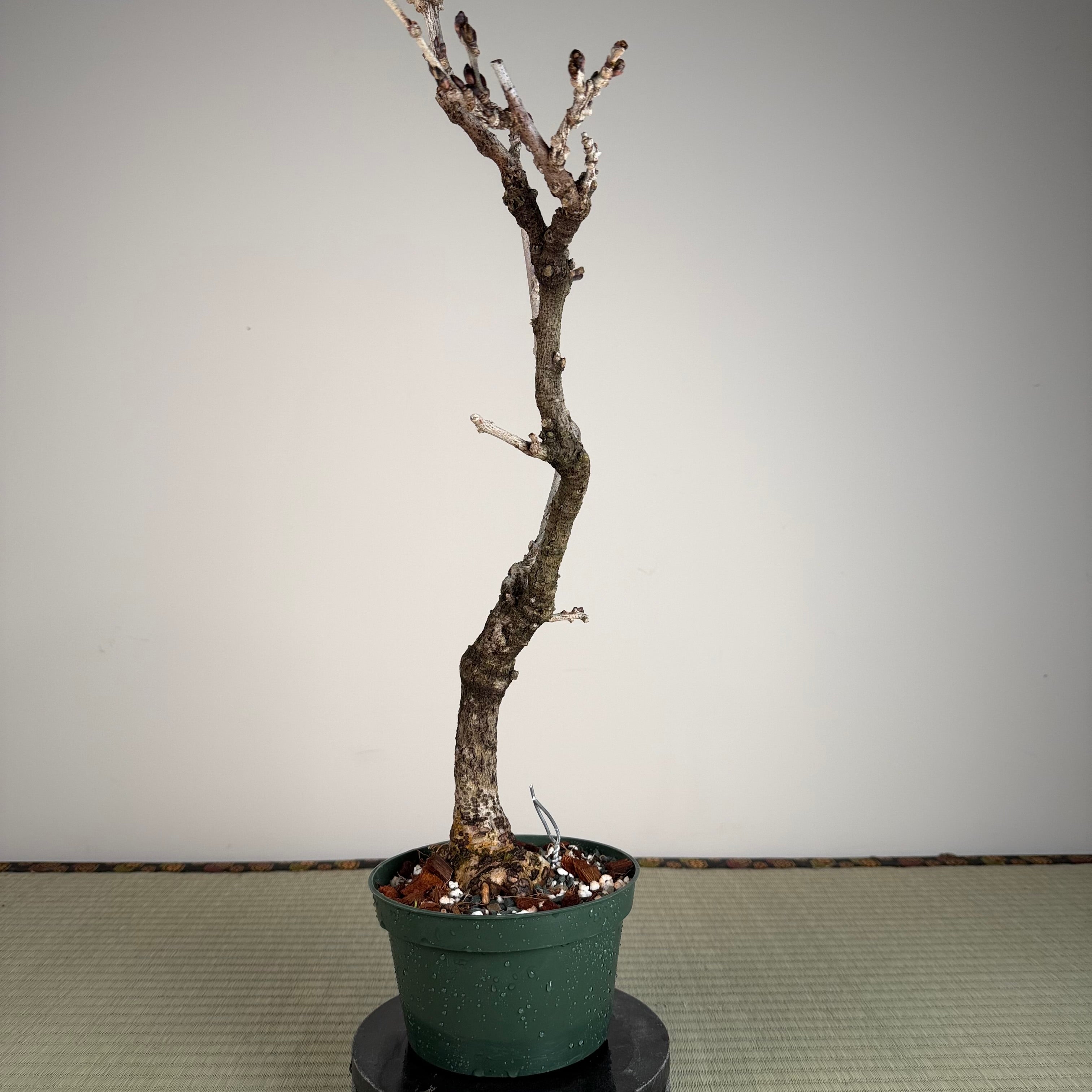 Wisteria floribunda