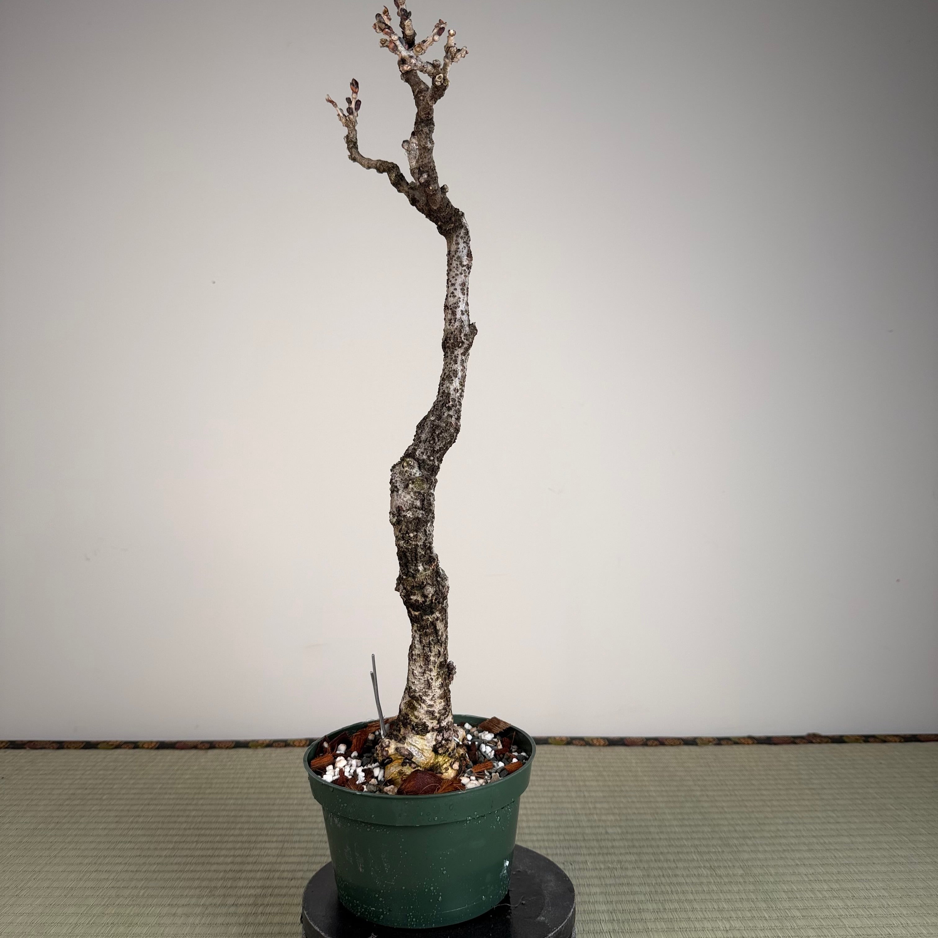 Glycine floribunda