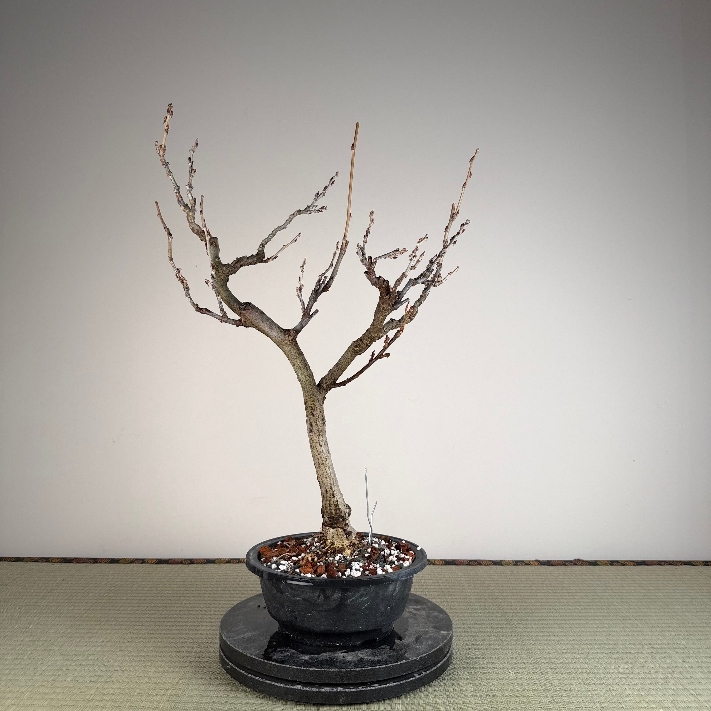 Glycine floribunda (blanche)