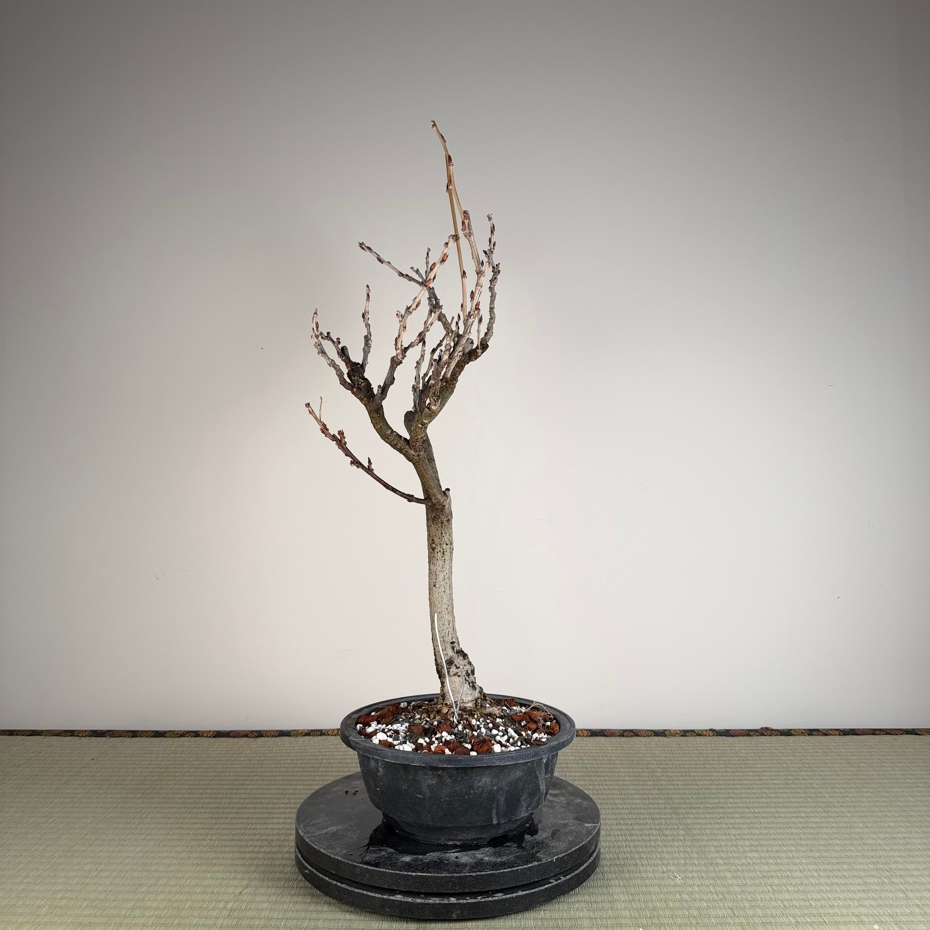 Glycine floribunda (blanche)