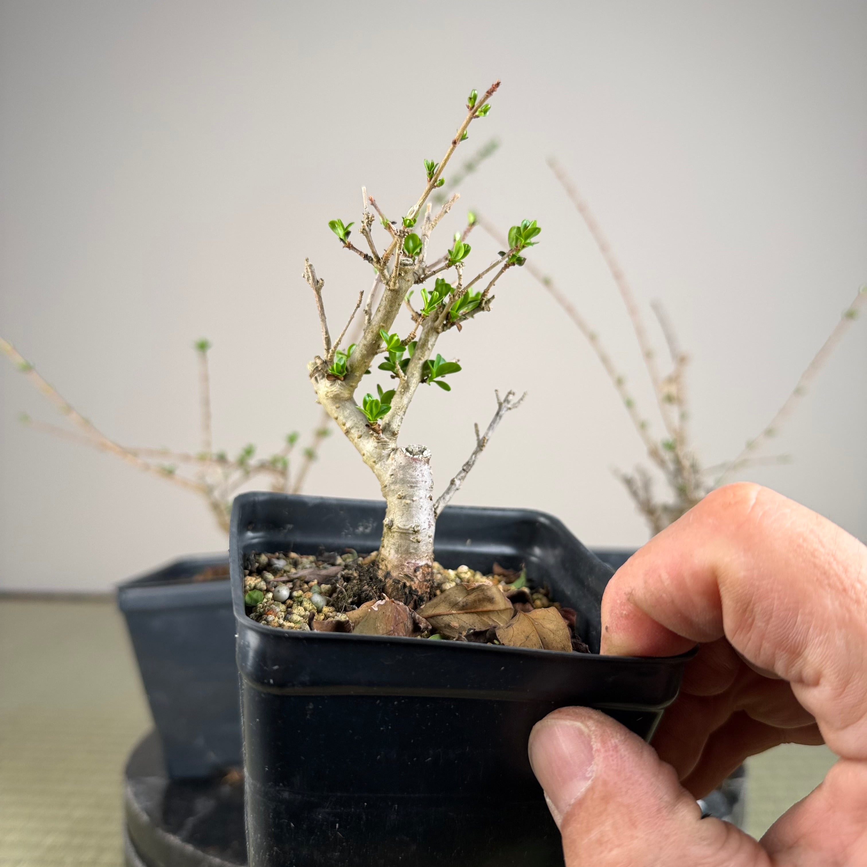 Ligustrum