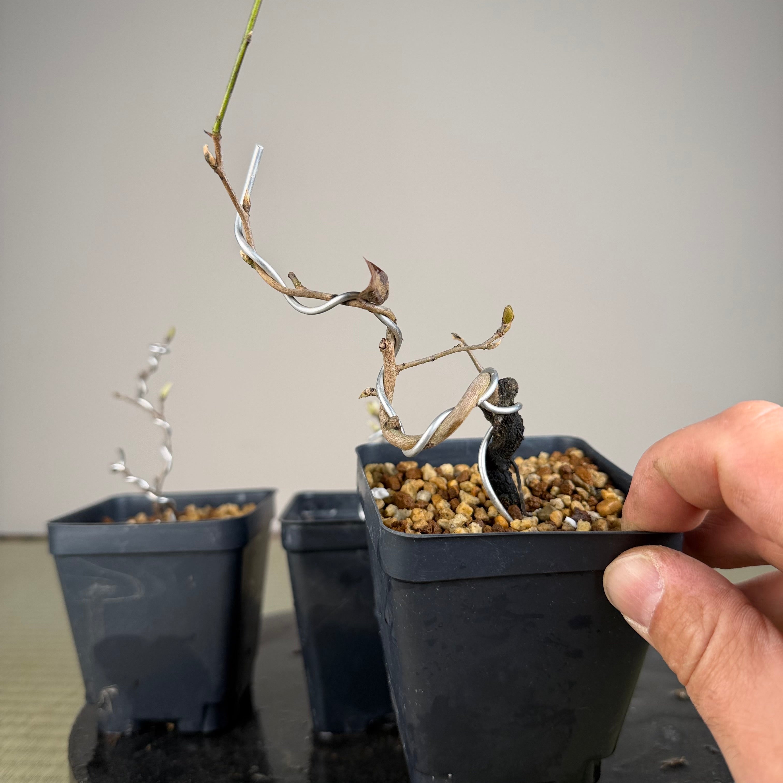 Diospyros rhombifolia (root cutting) 'Kokuhou'