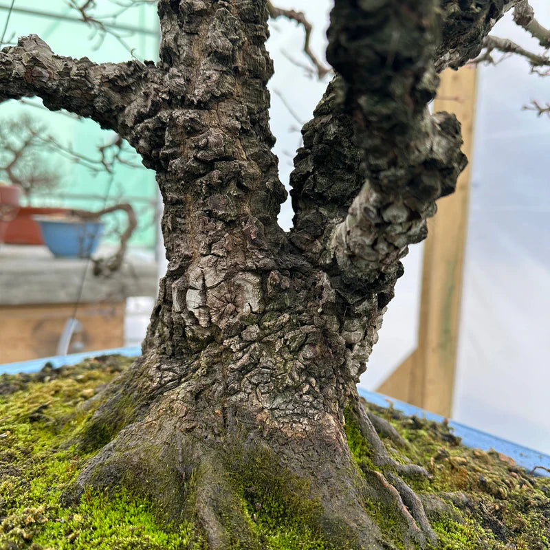Acer palmatum 'Arakawa'
