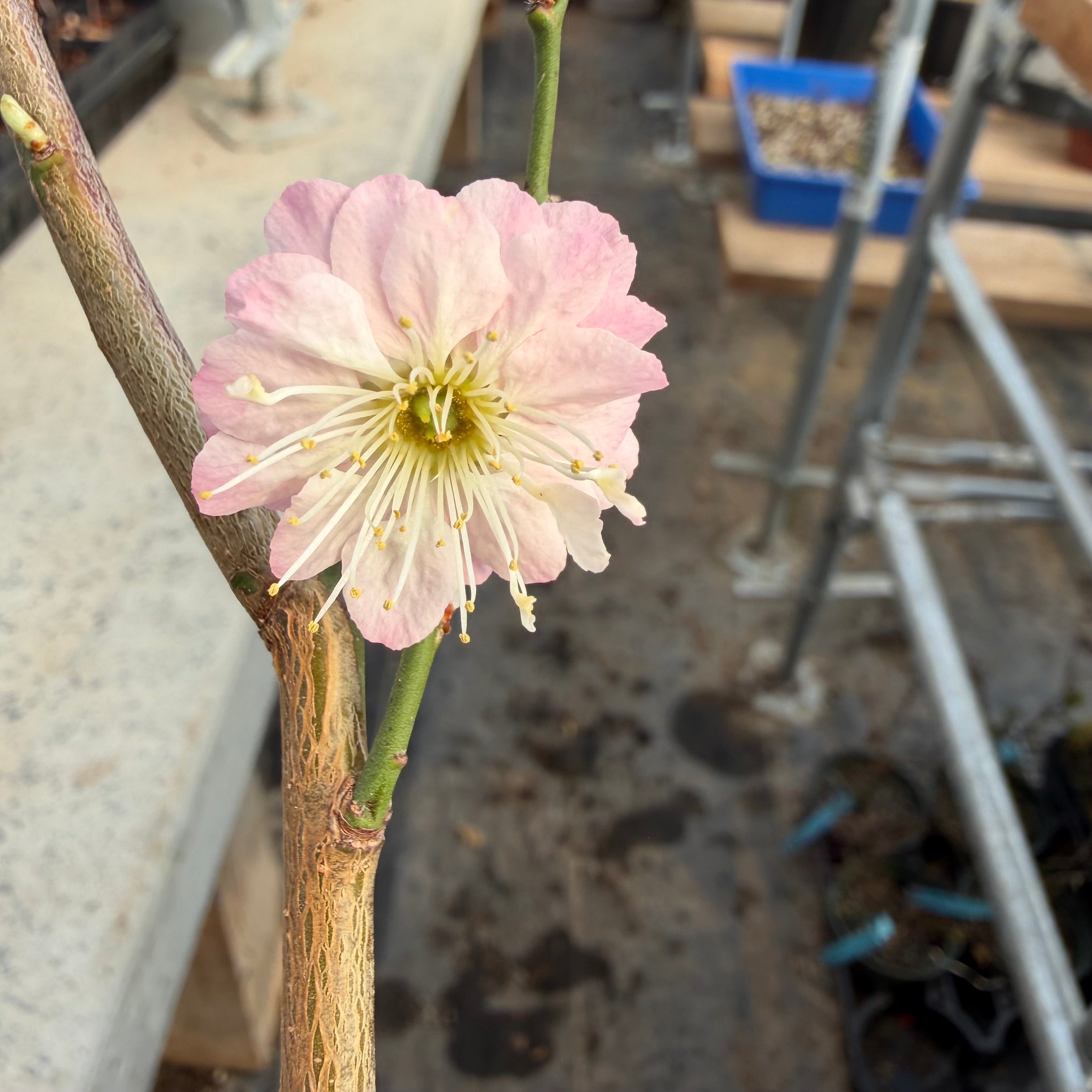 Prunus mume (en fleurs ; taille 2)
