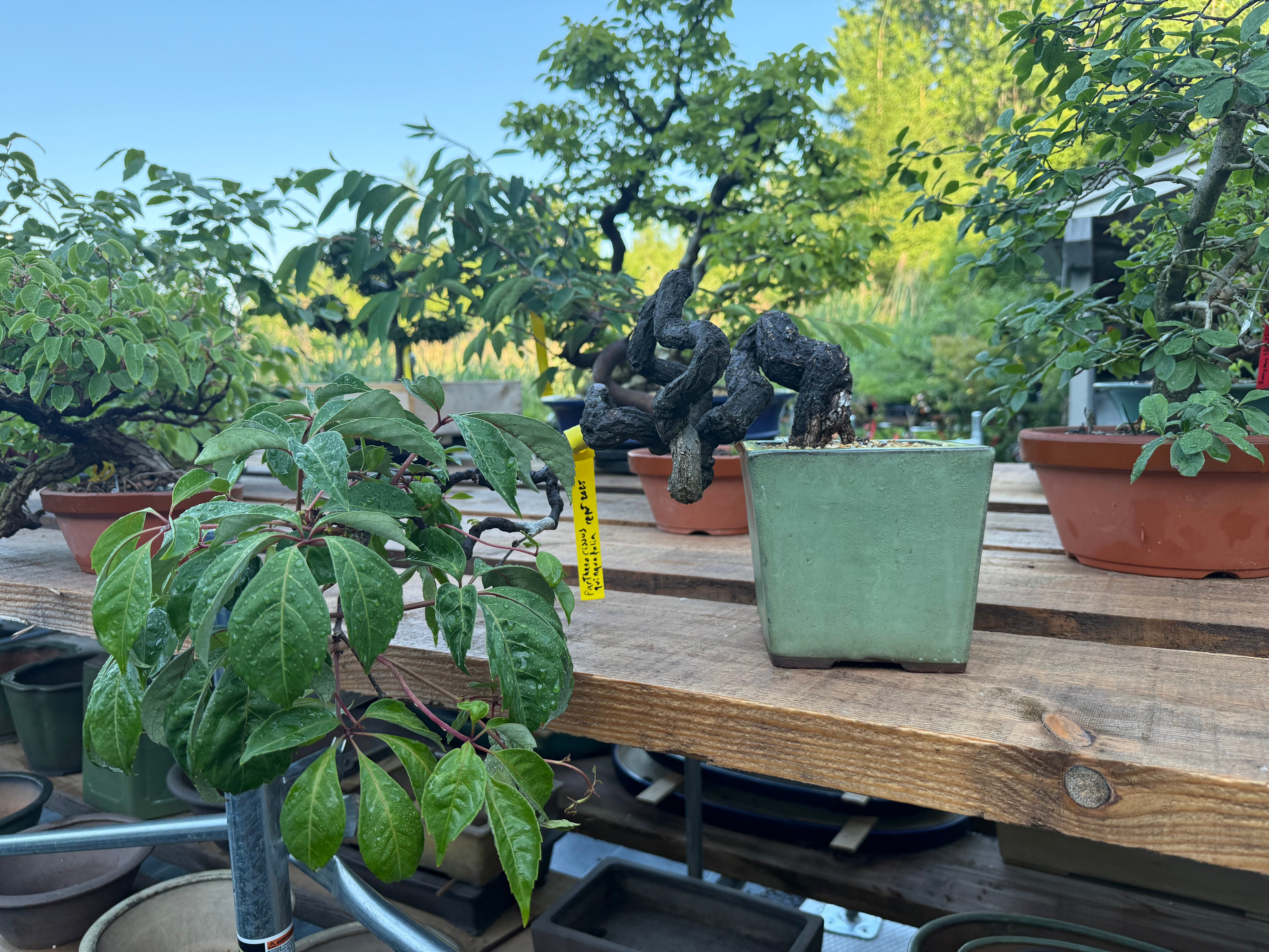 Parthenocissus quinquefolia (Antique pot)