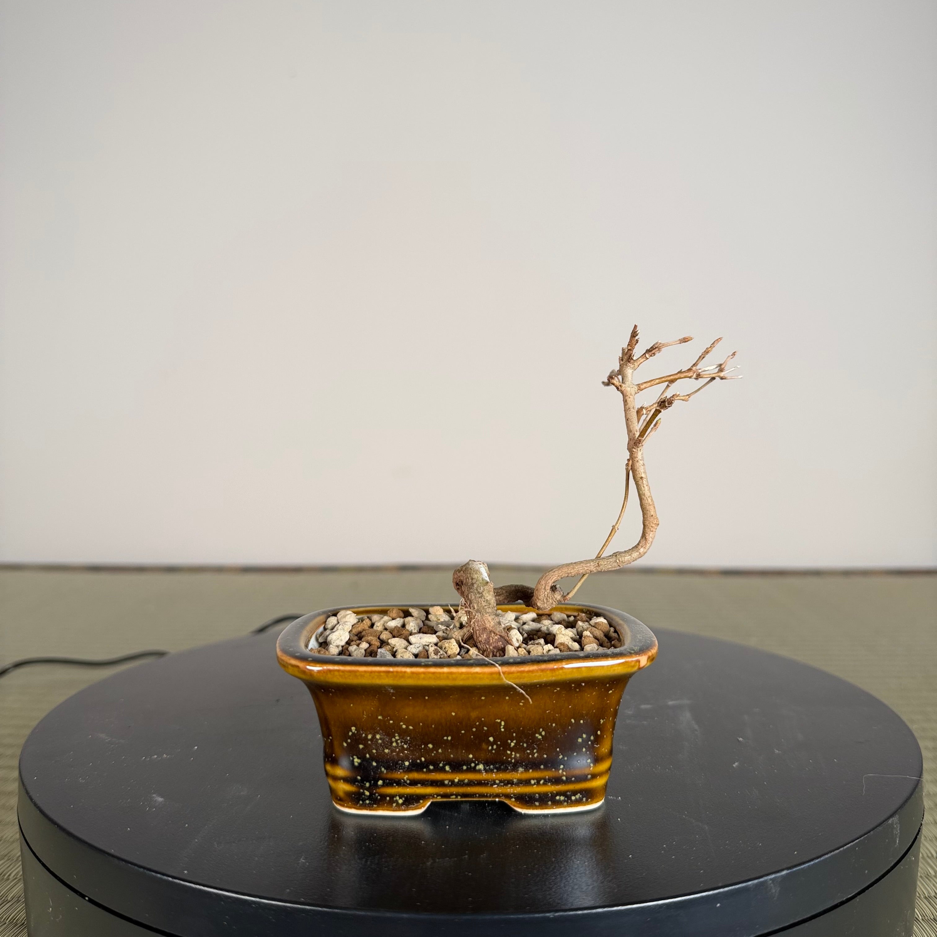 Trident Maple