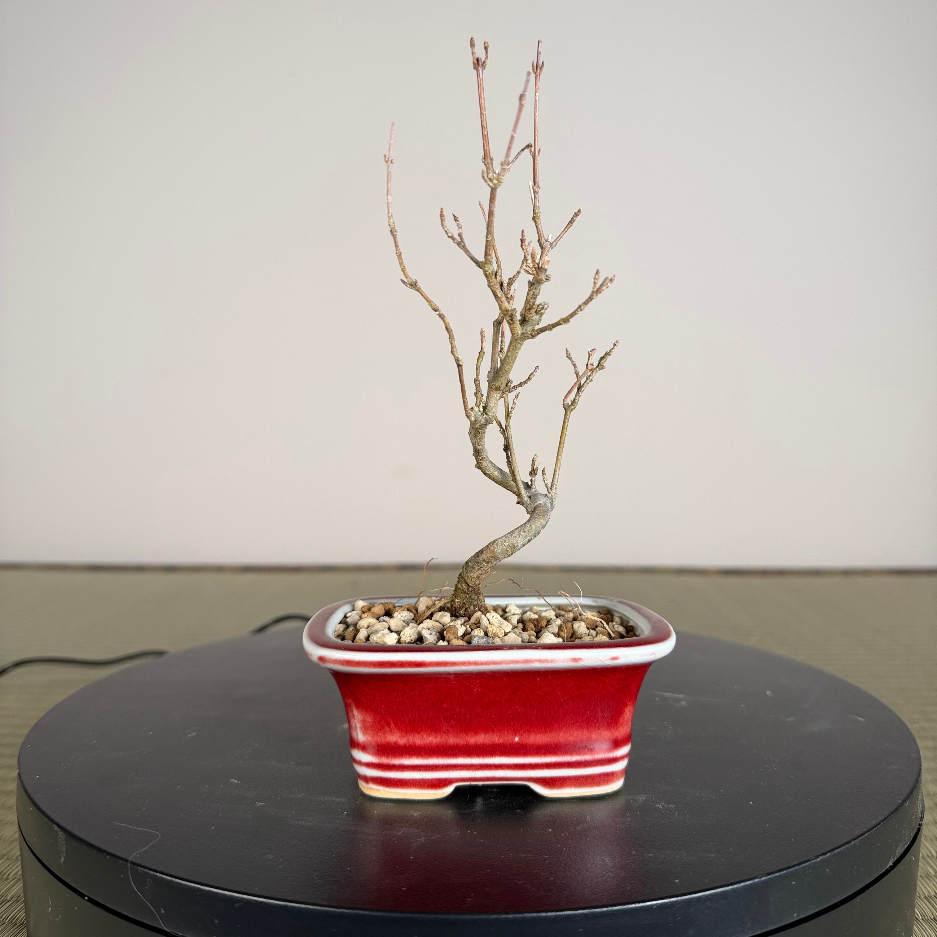 Trident Maple