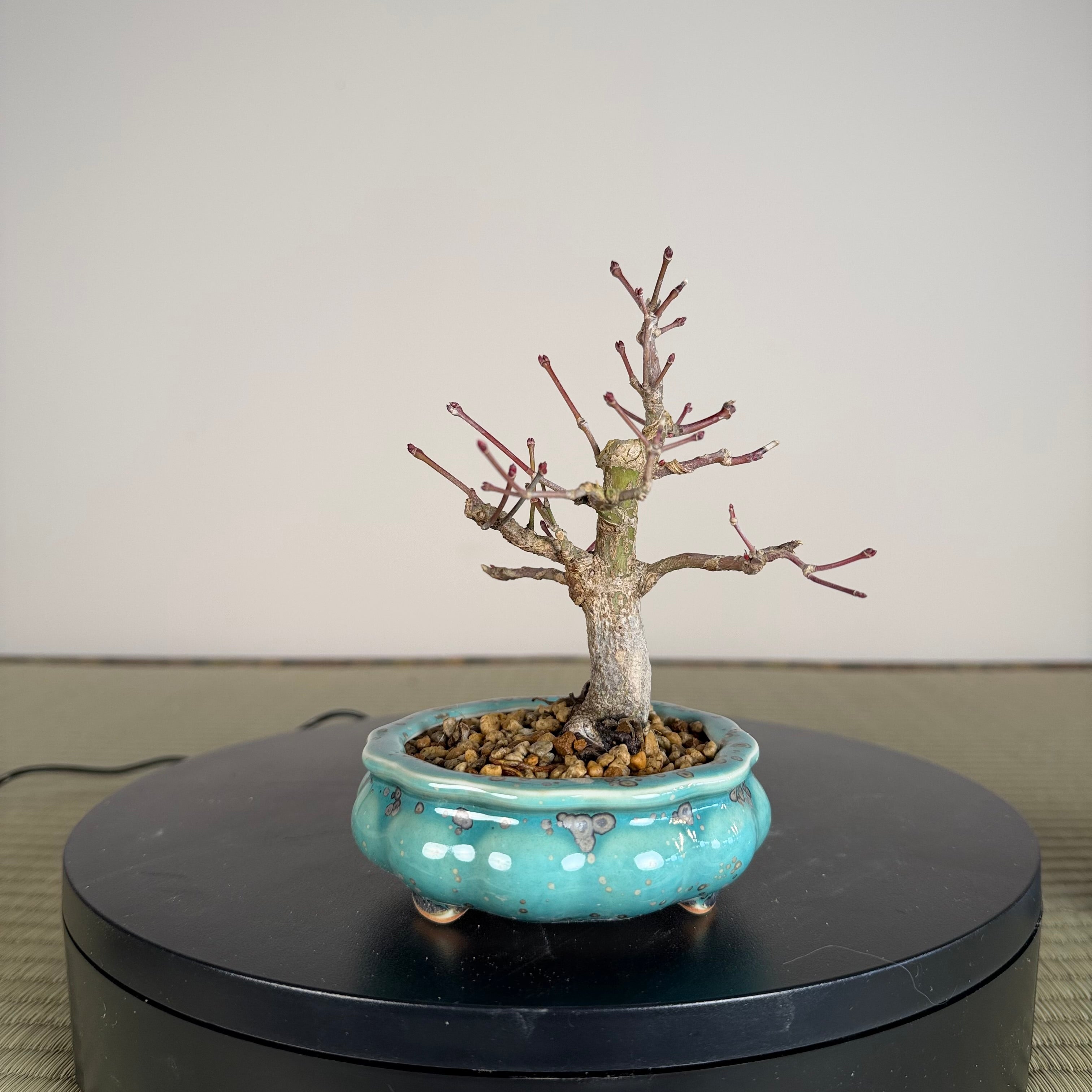 Japanese Maple