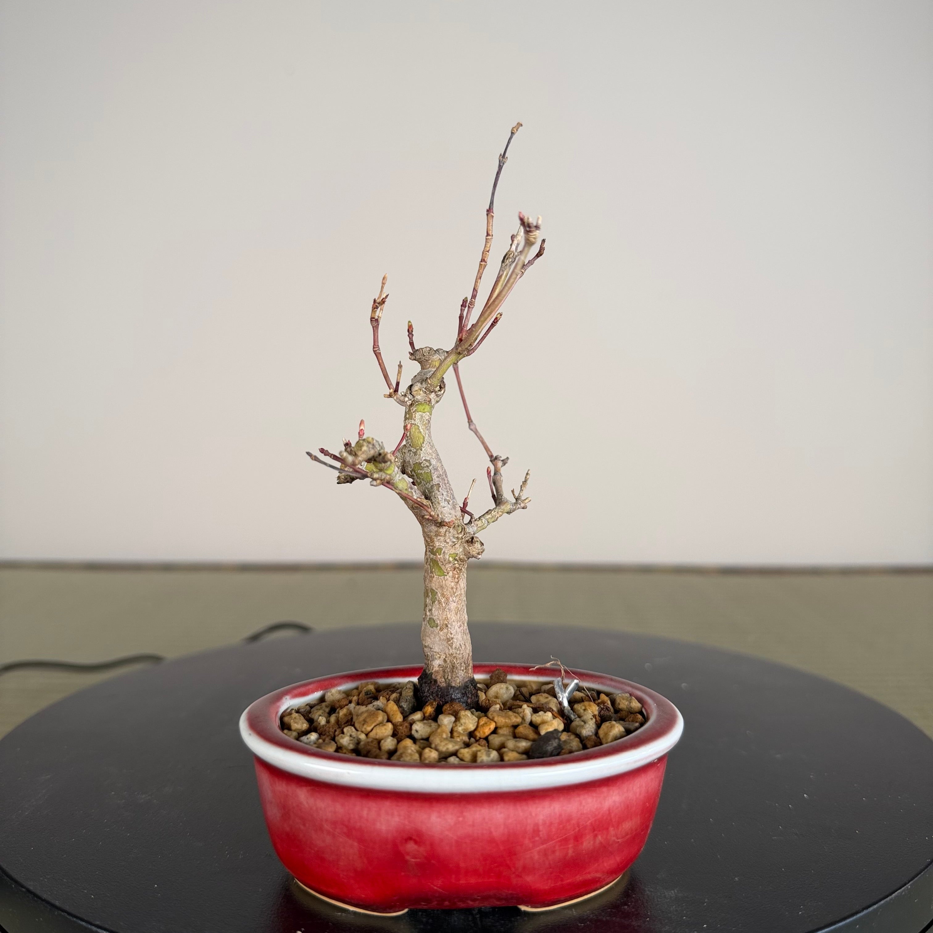Japanese Maple