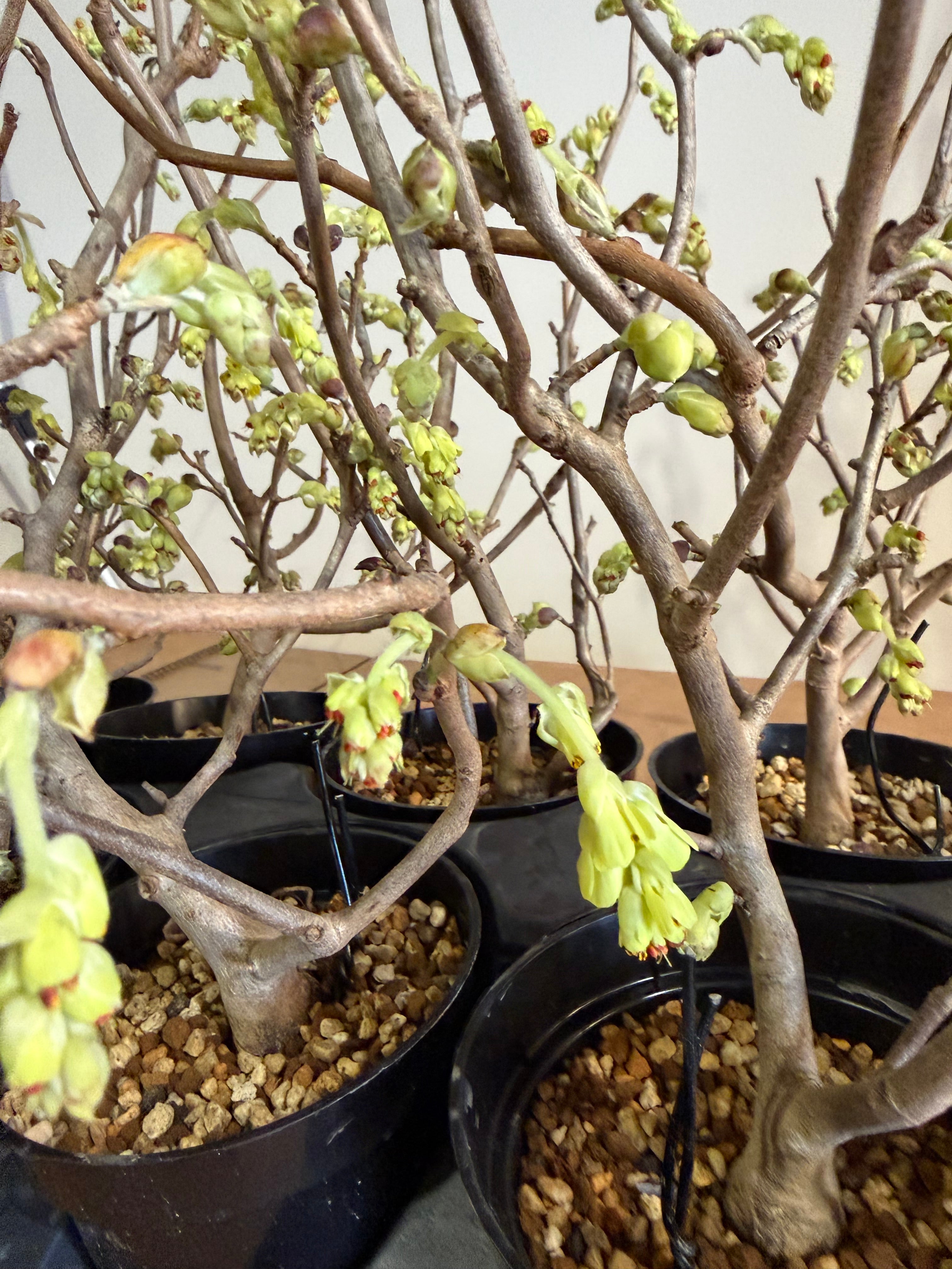 Corylopsis spicata