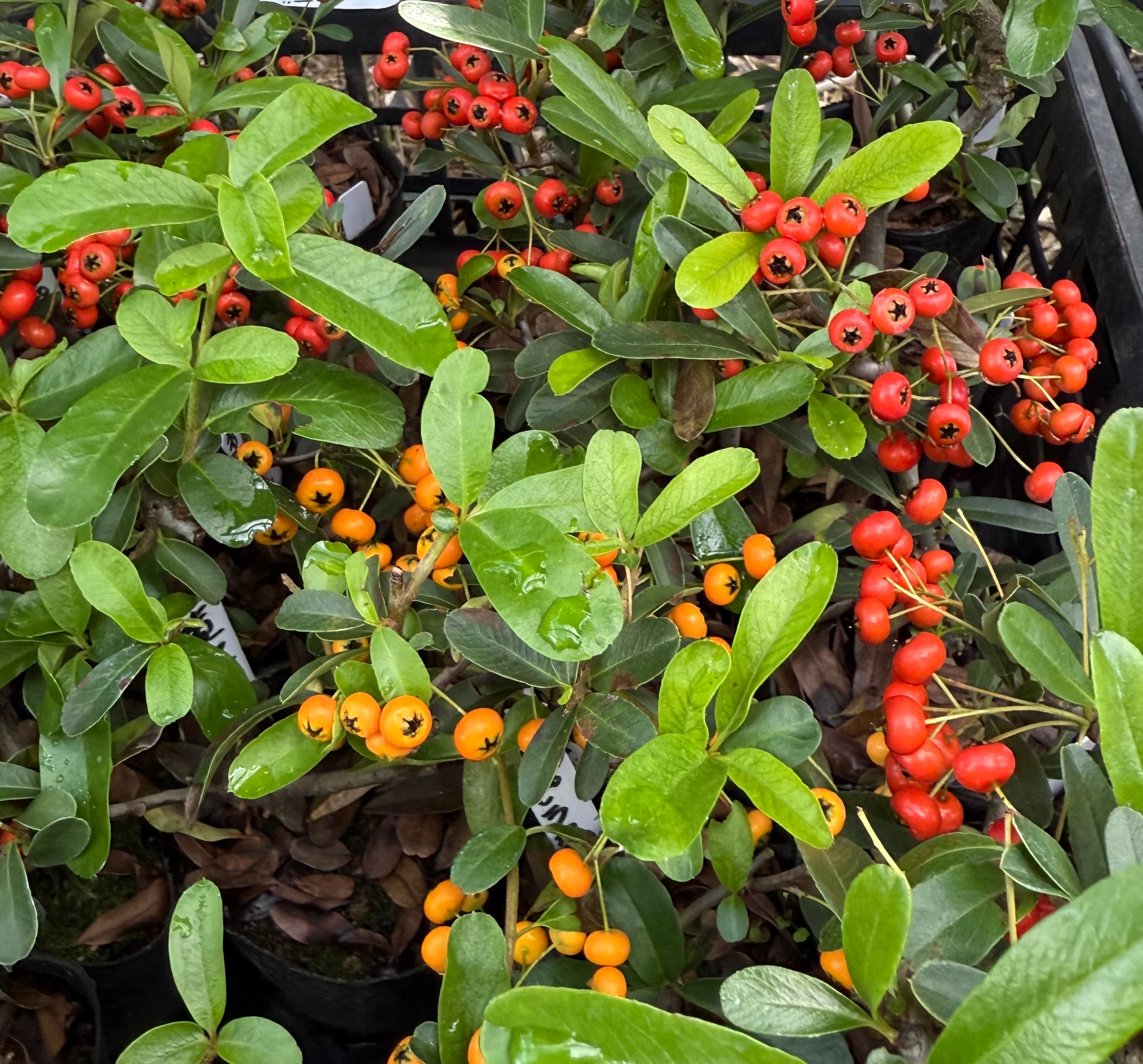 Pyracantha angustifolia (rouge ou orange)