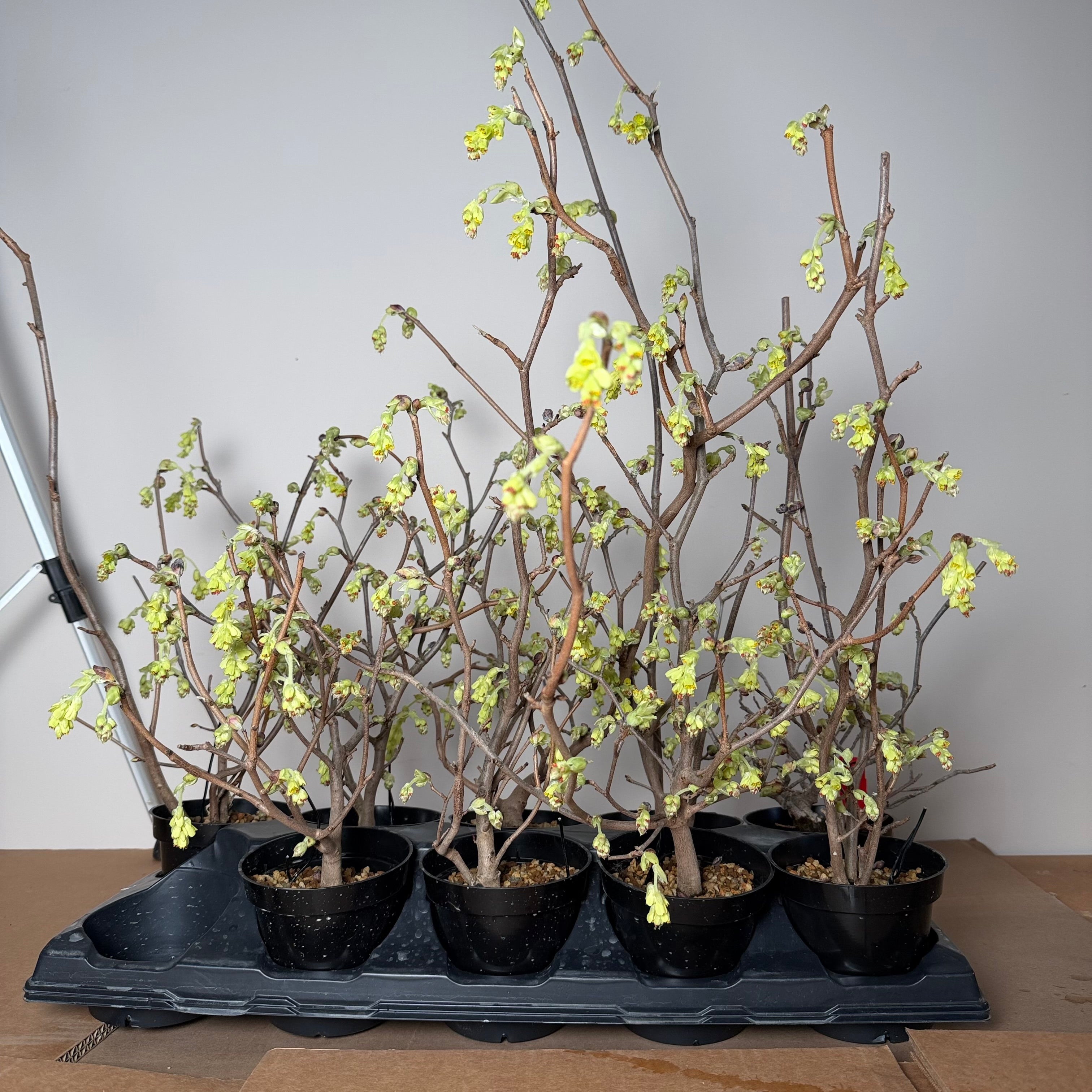 Corylopsis spicata