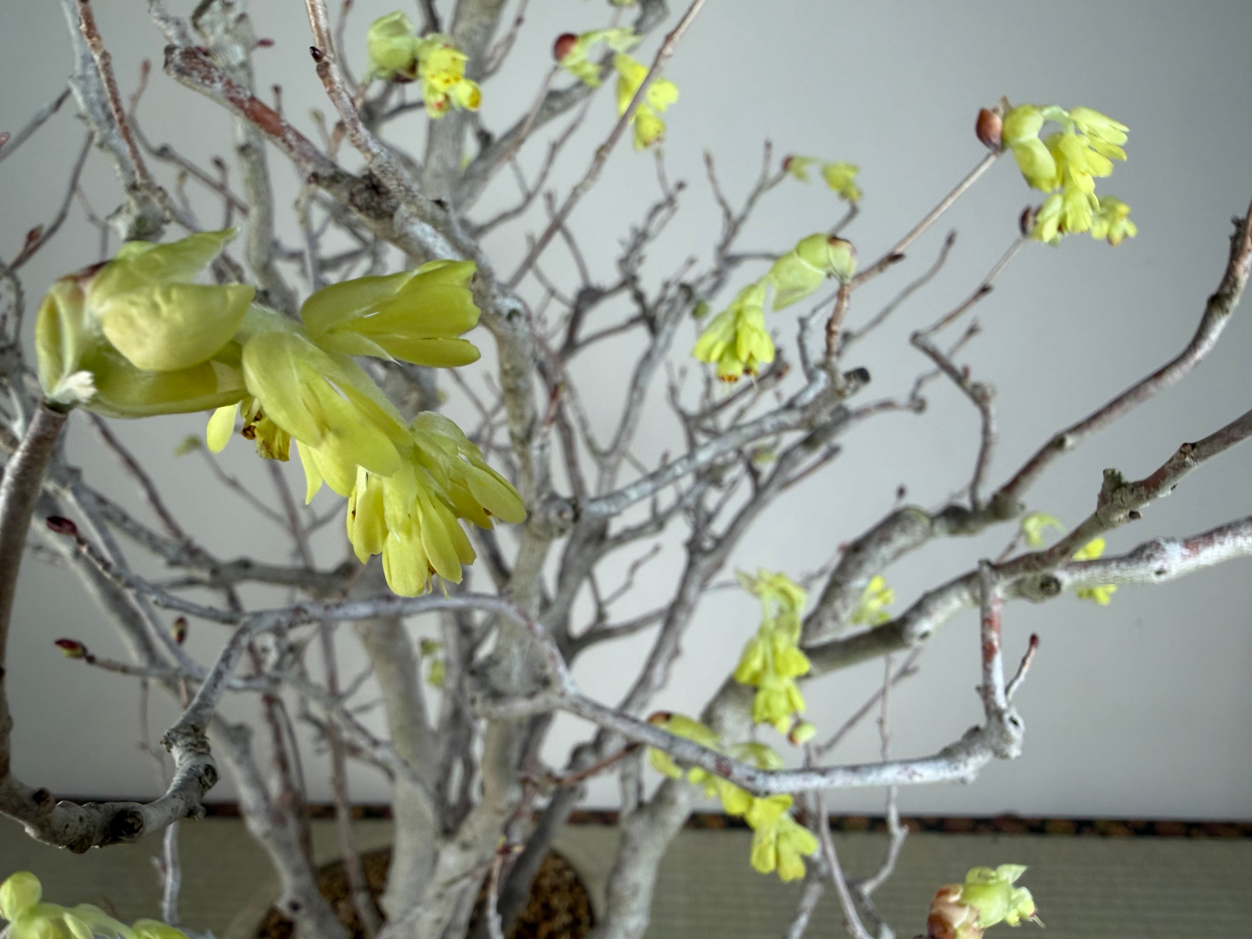 Corylopsis spicata