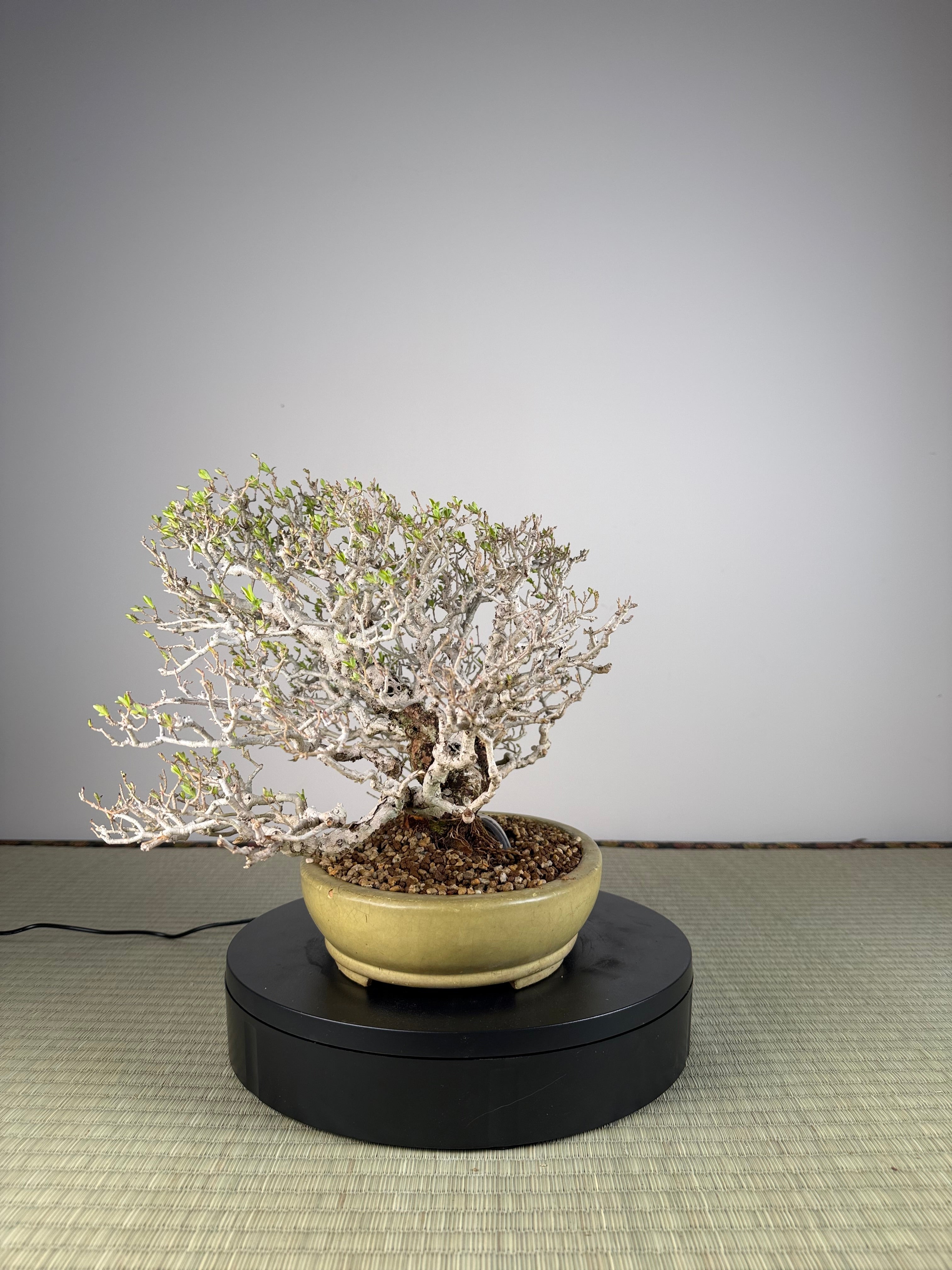 Ligustrum Arakawa *Voir note*