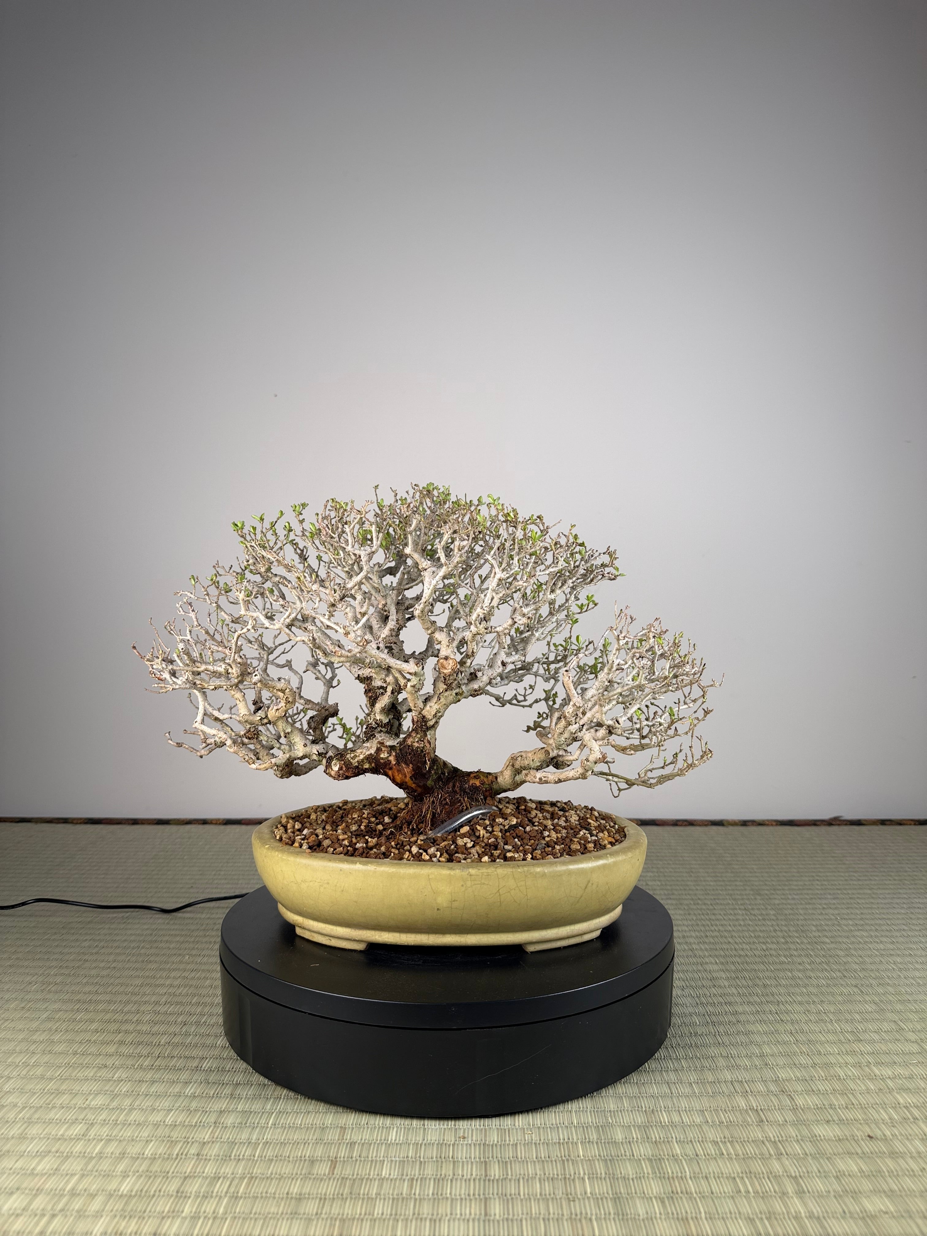 Ligustrum Arakawa *Voir note*