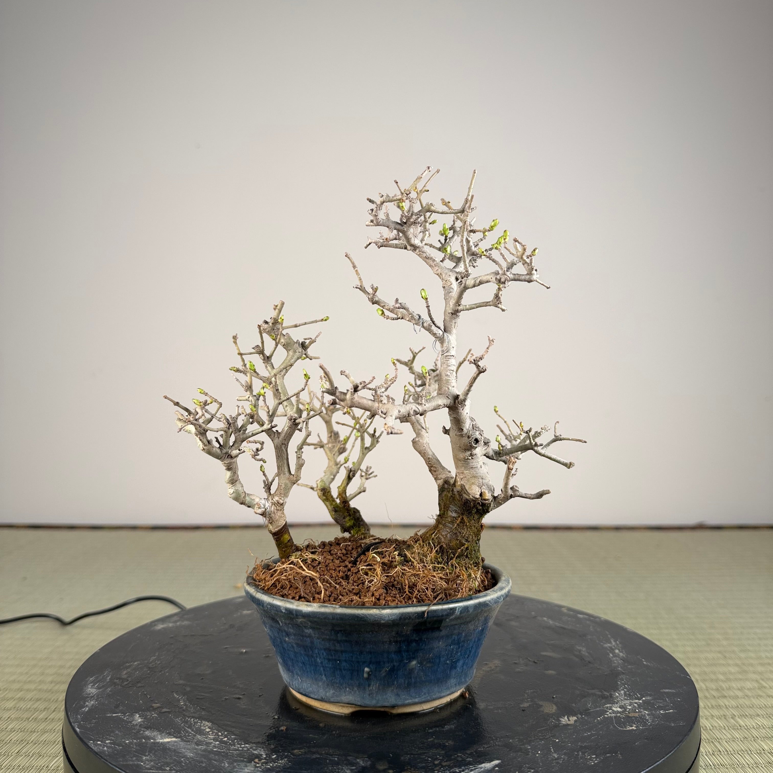 Ligustrum Arakawa *Voir note*