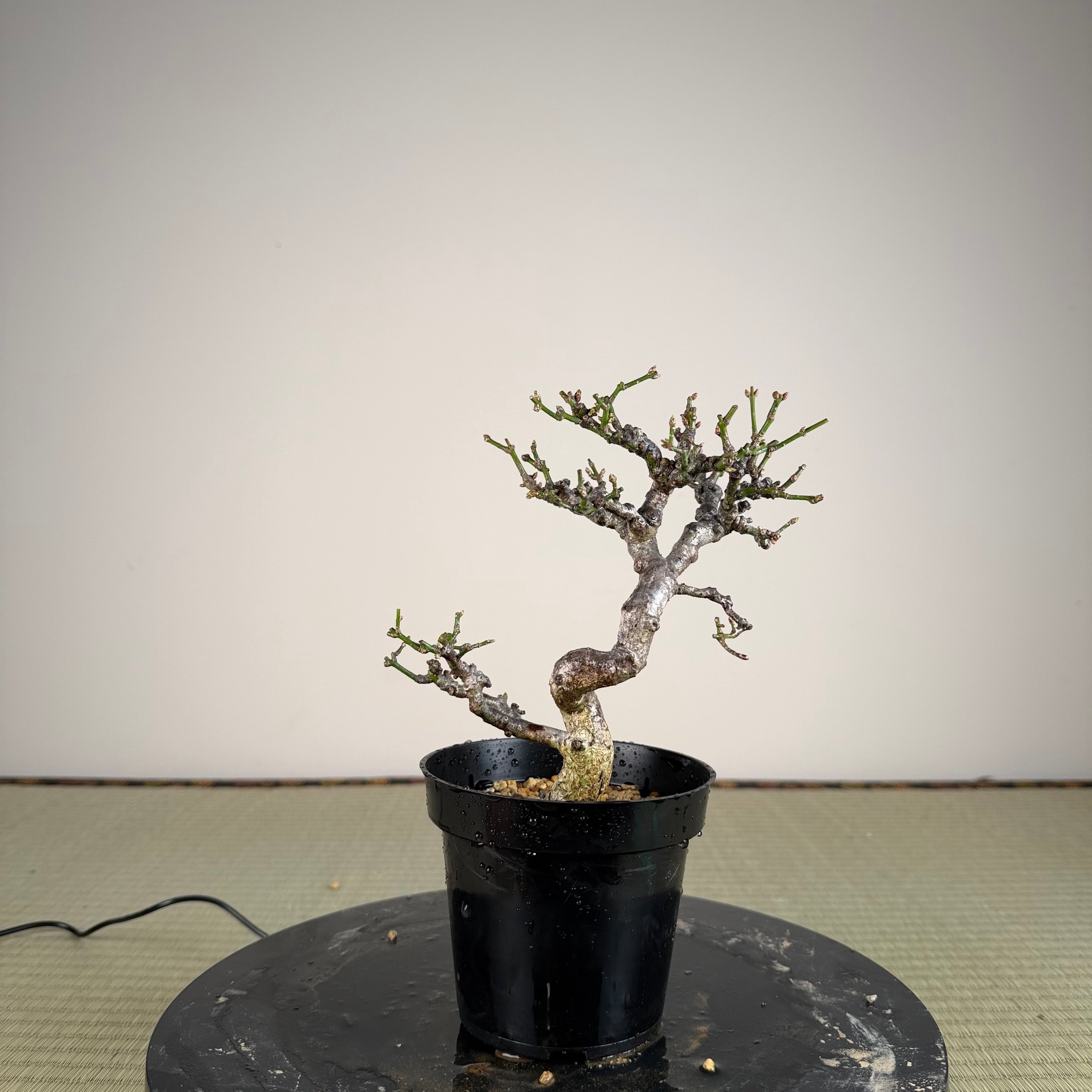 Euonymus