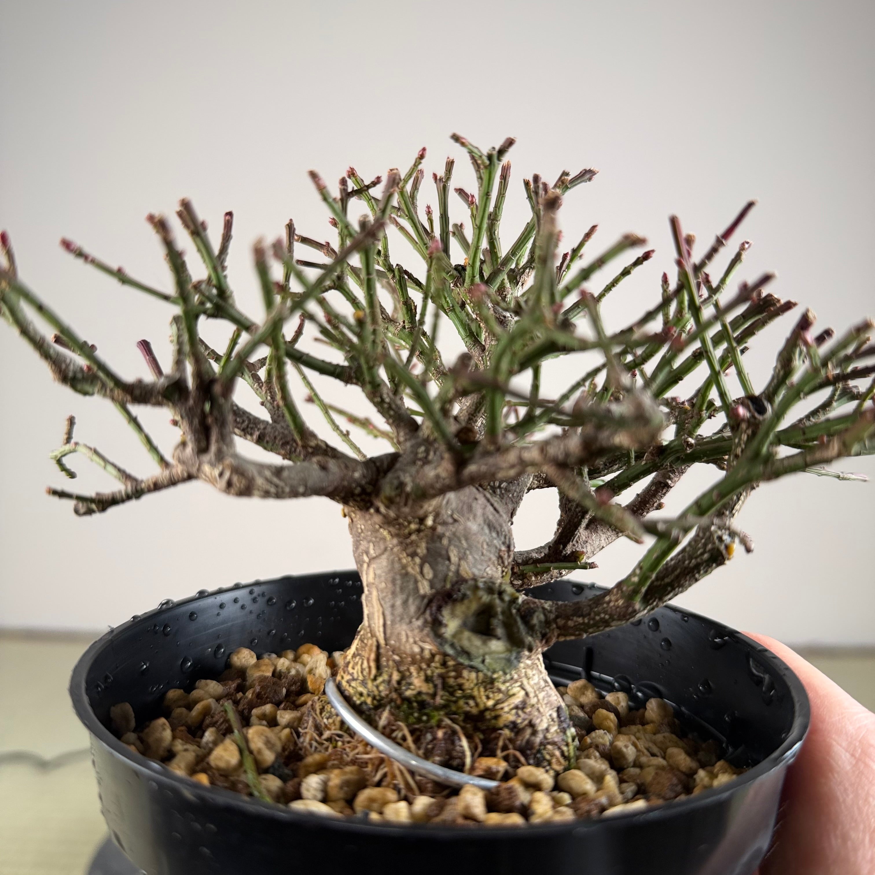 Euonymus