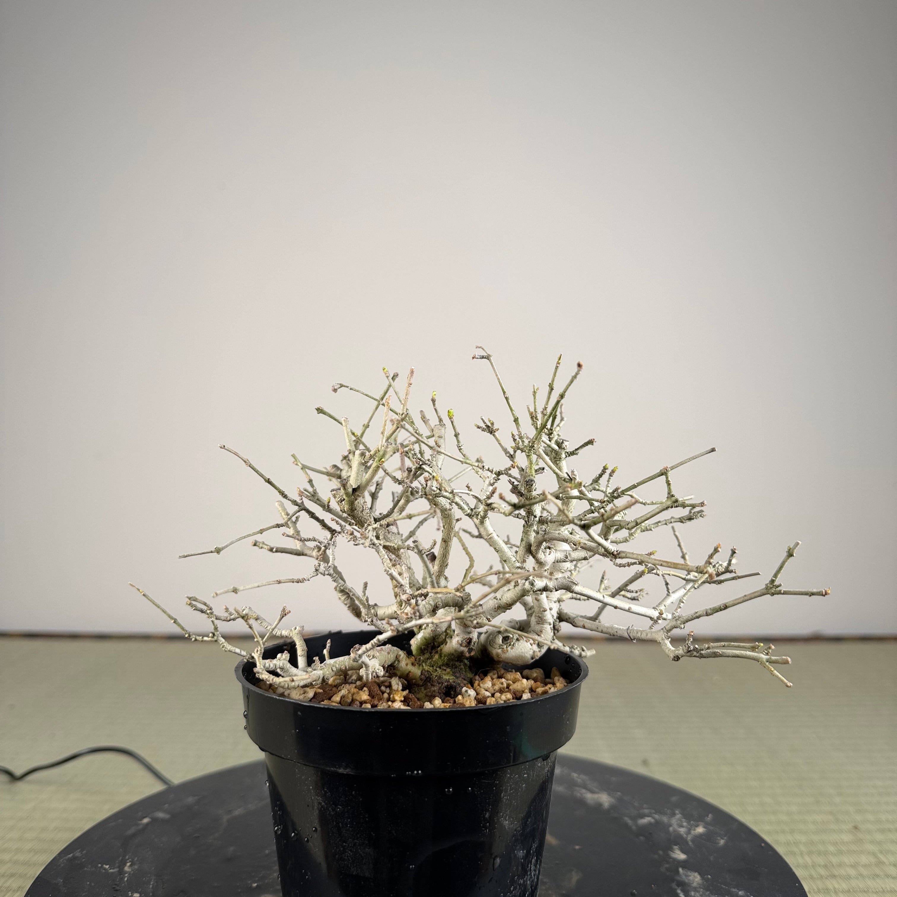 Ligustrum Arakawa *Voir note*