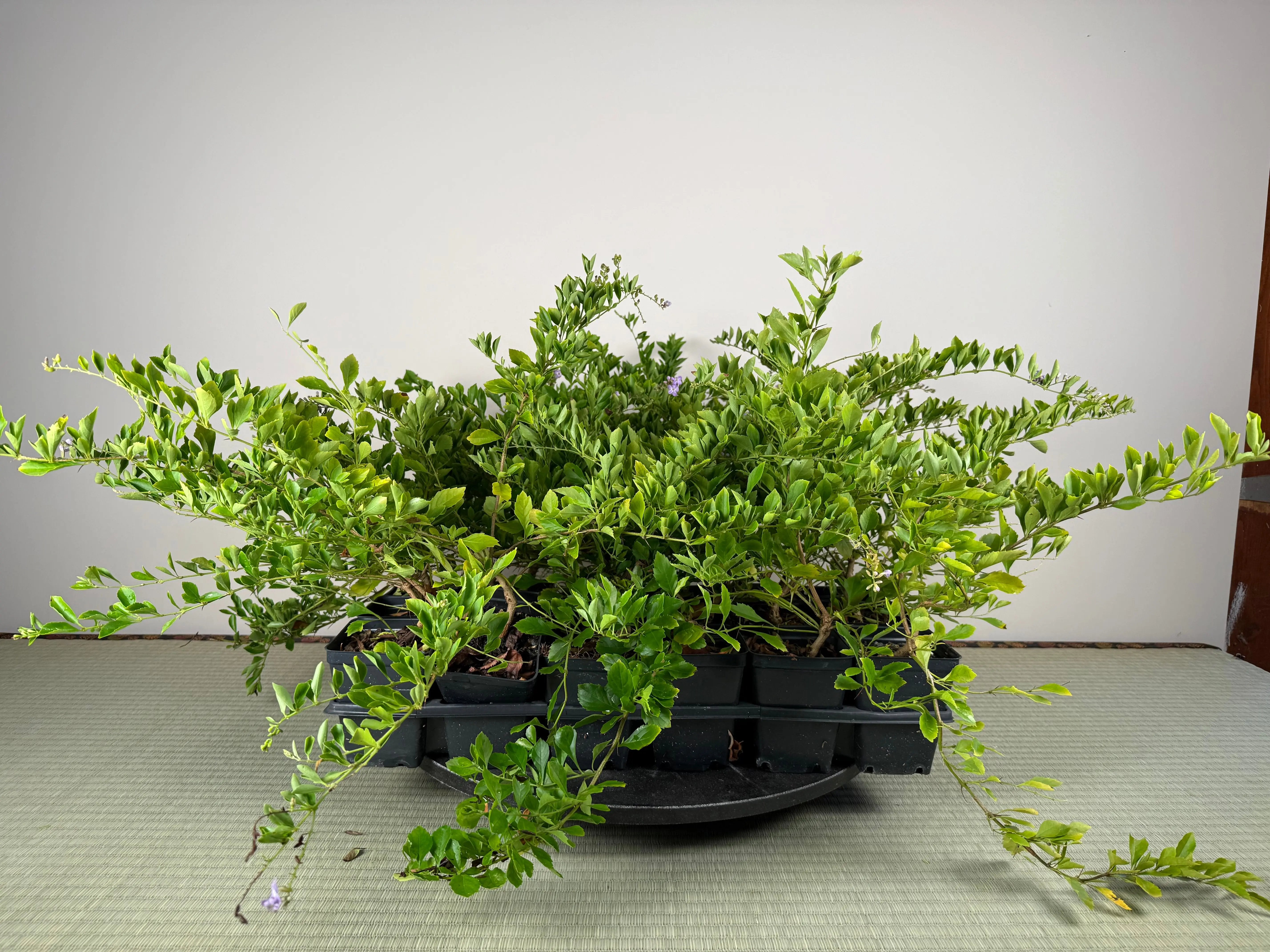 GOLDEN DEWDROP Canada Bonsai