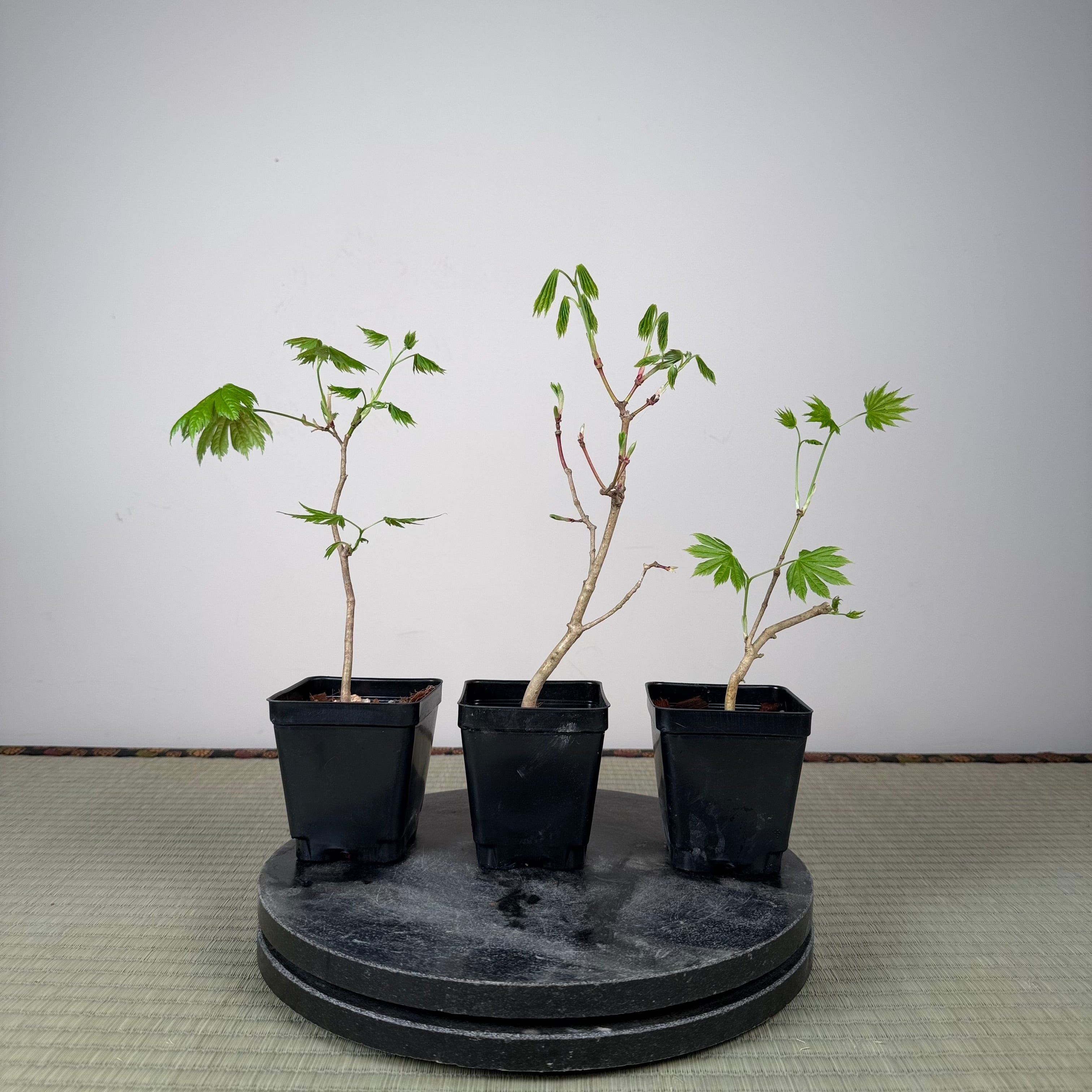 Acer tenuifolium 'Kohauchiwa' (1 unit)