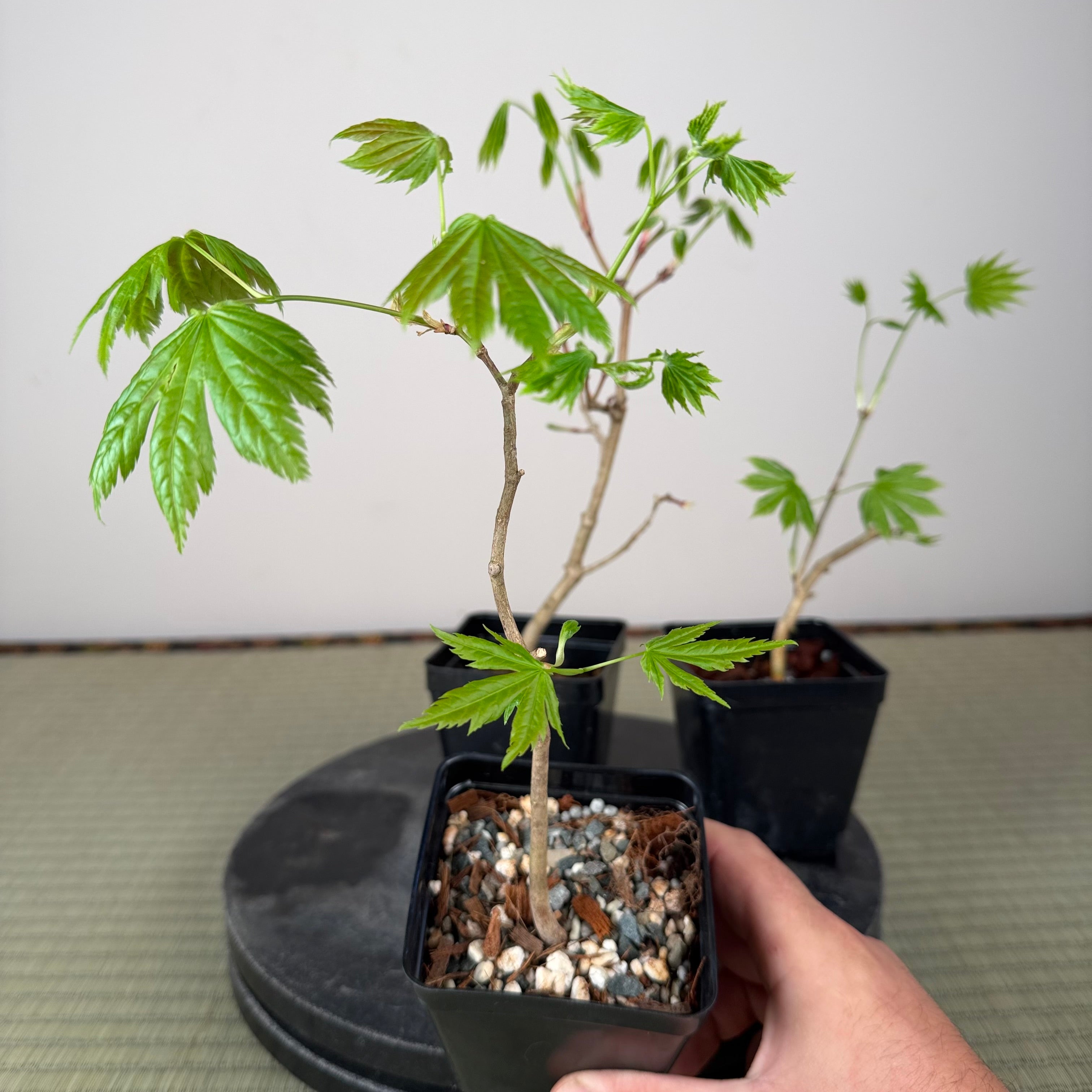 Acer tenuifolium 'Kohauchiwa' (1 unit)