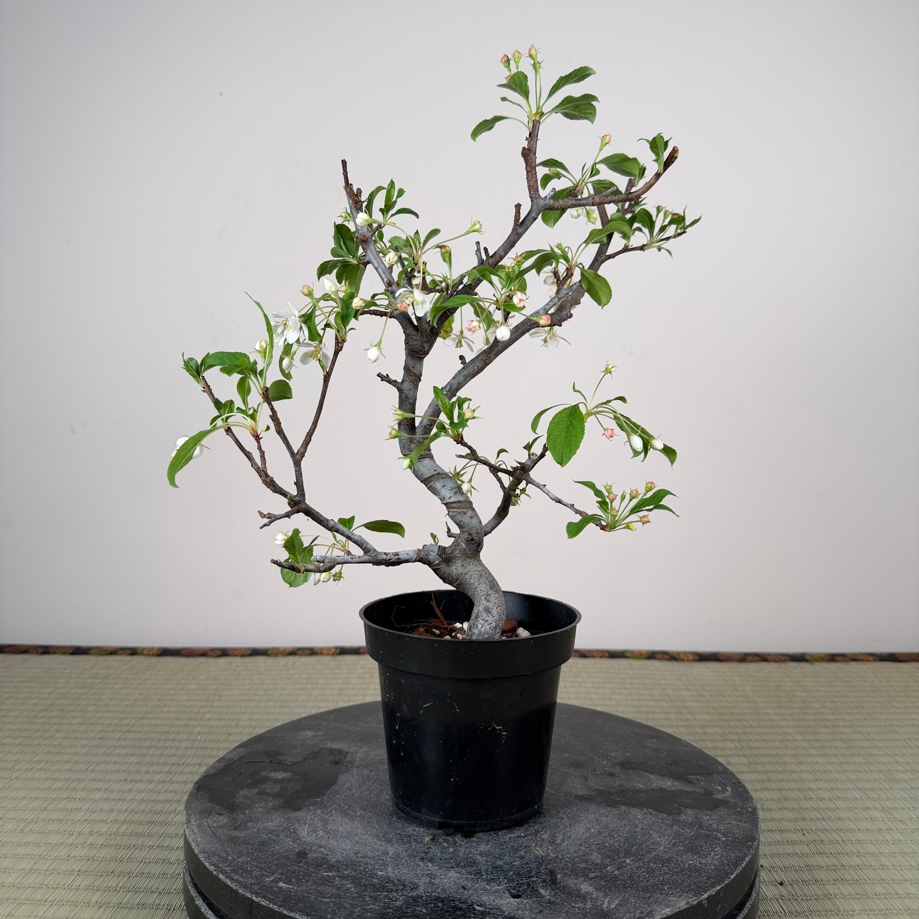 Malus 'Hime Ringo'