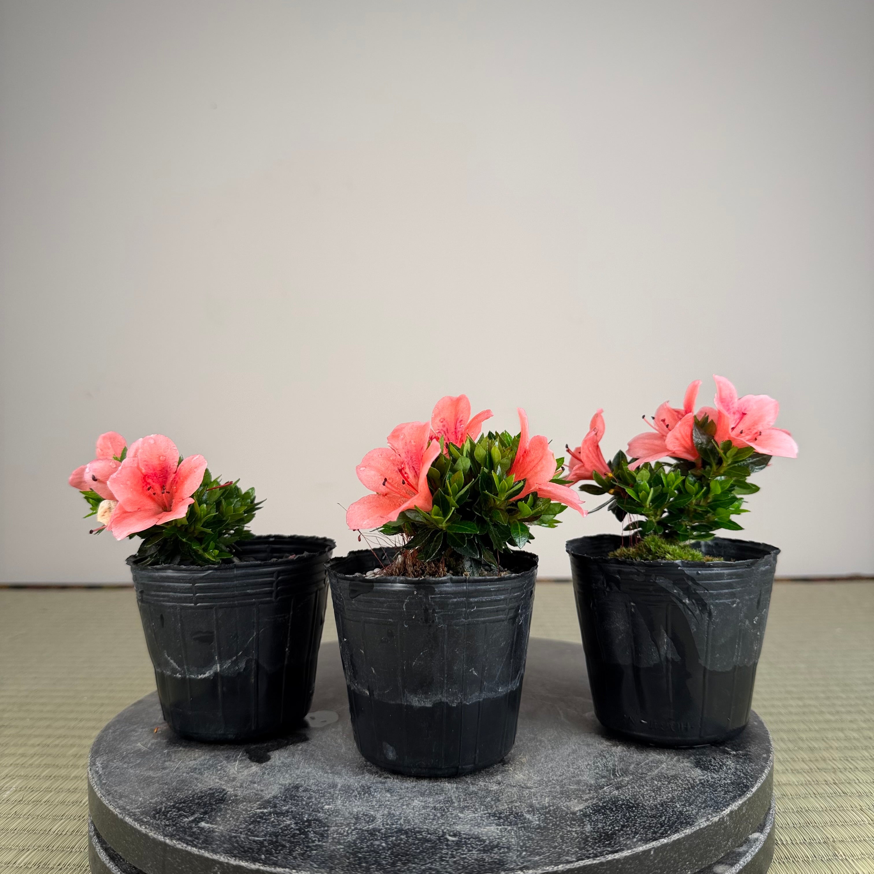 Rhododendron indicum 'Kazan Sport'