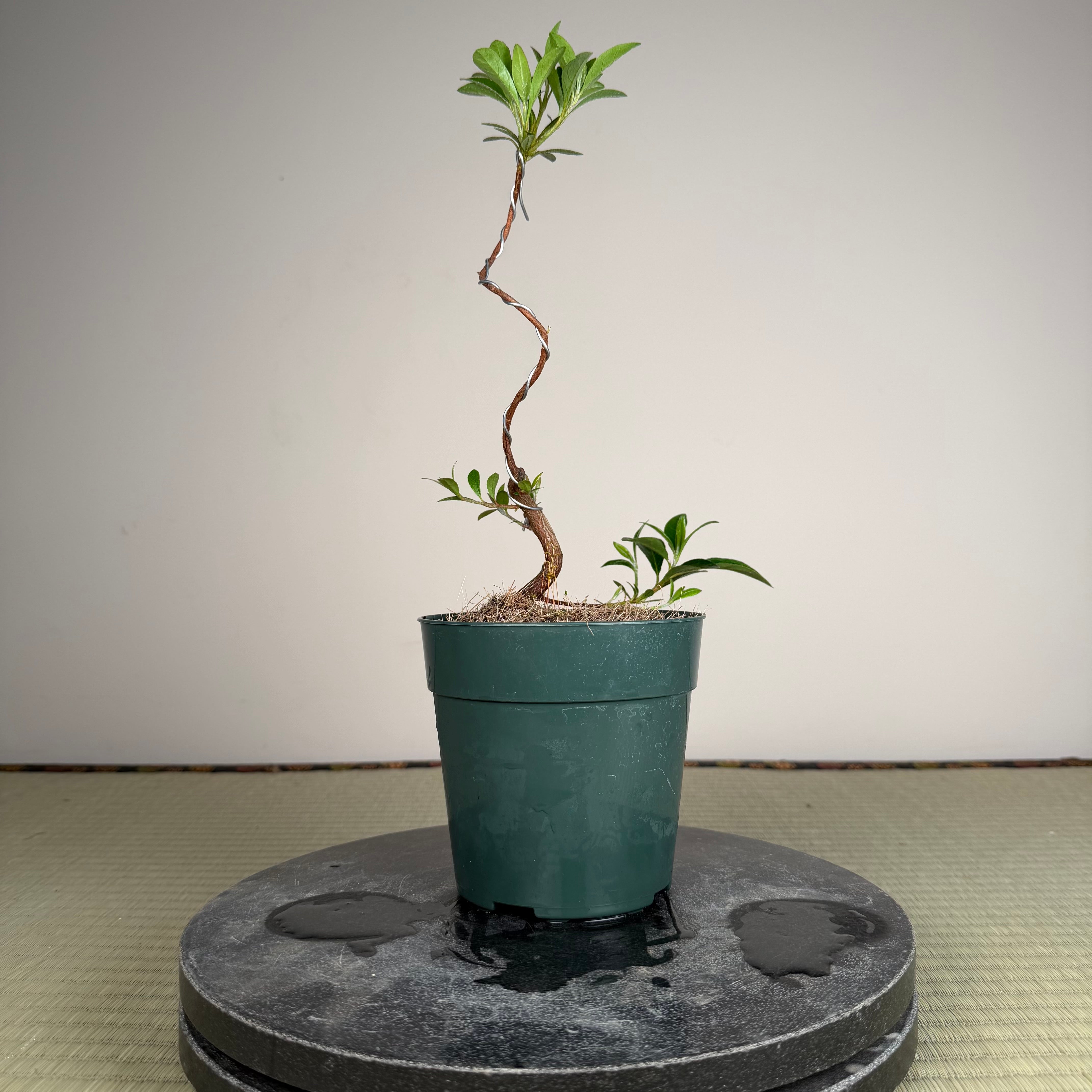 Rhododendron indicum 'Beni Kage'