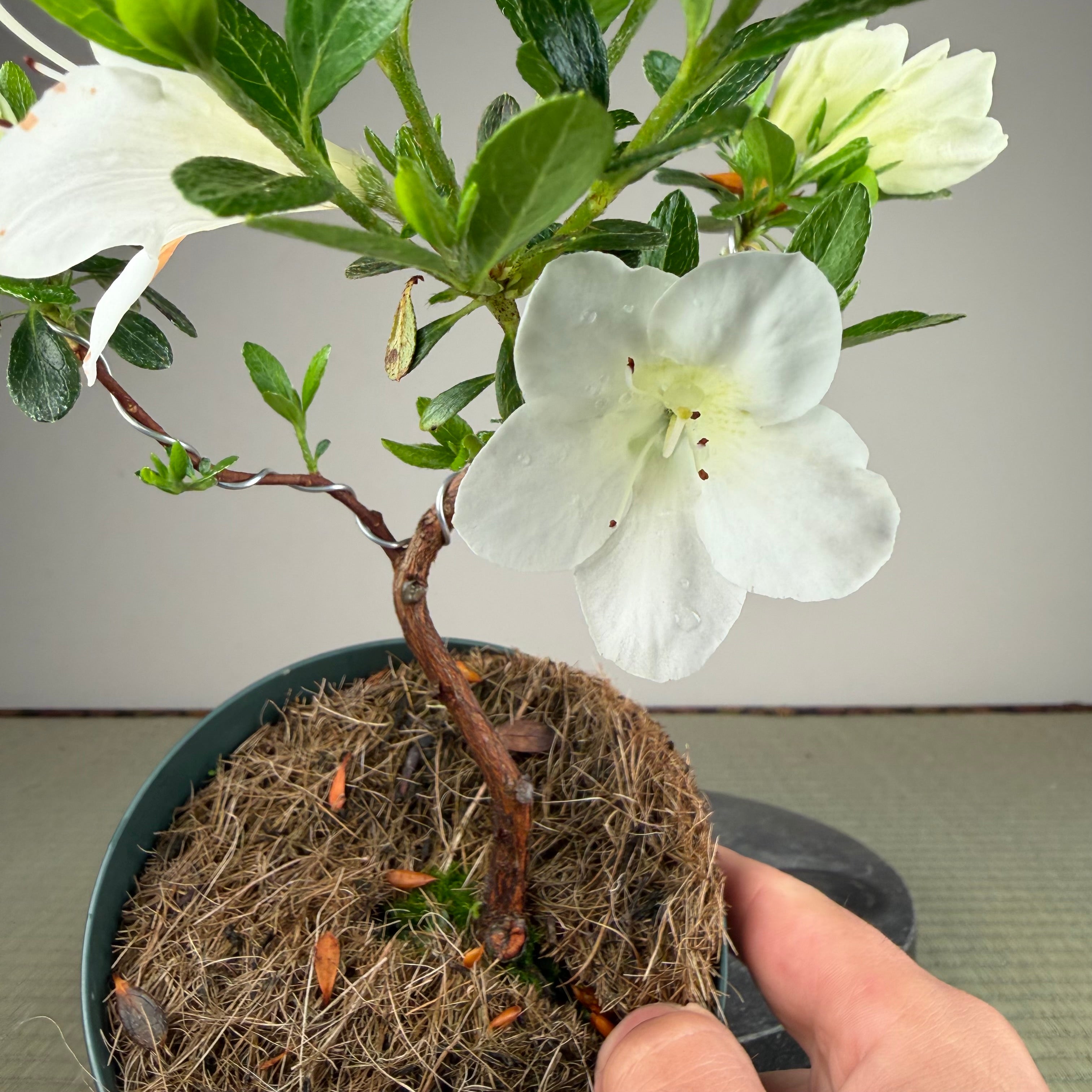 Rhododendron indicum 'Shiroihanakazari'