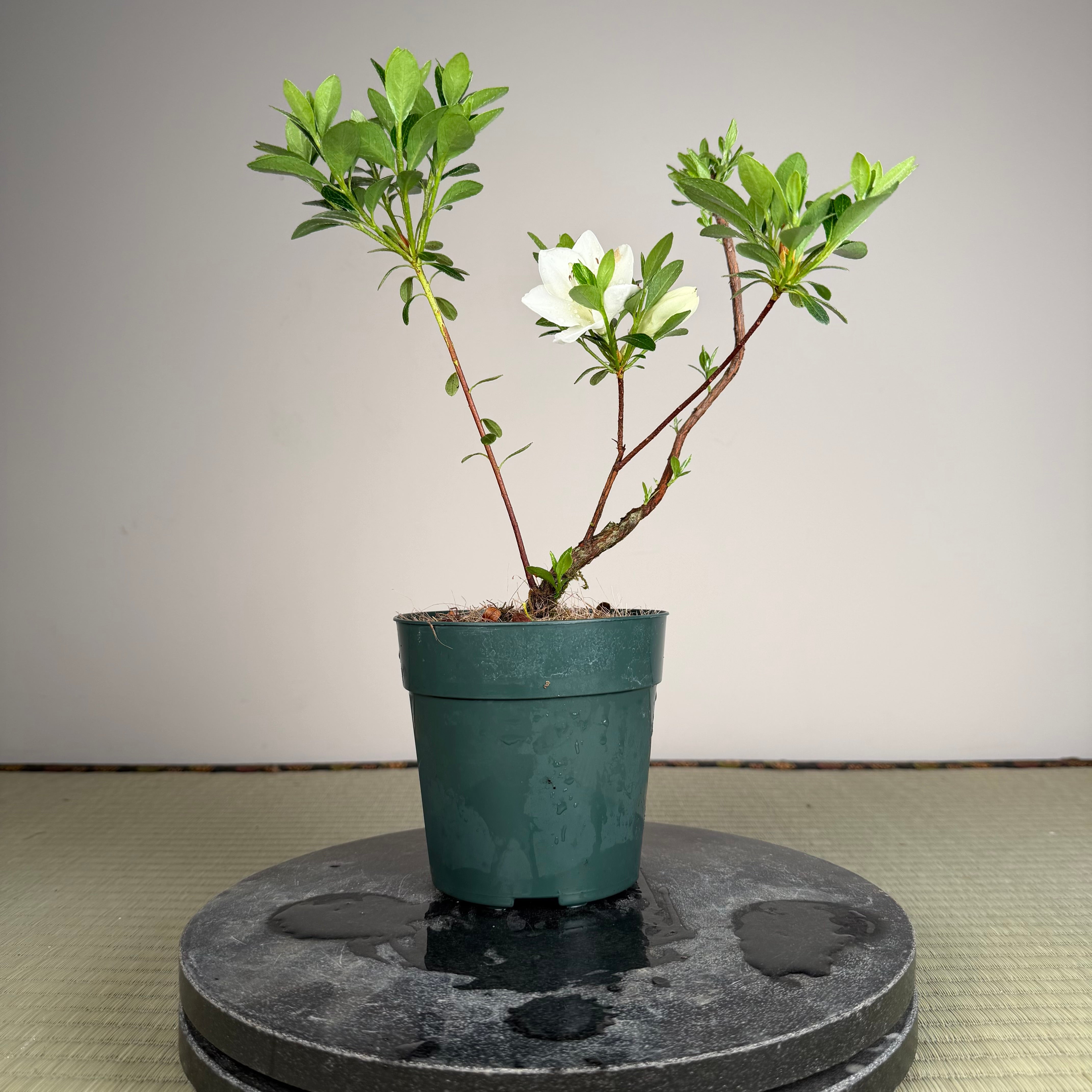 Rhododendron indicum 'Shiroihanakazari'